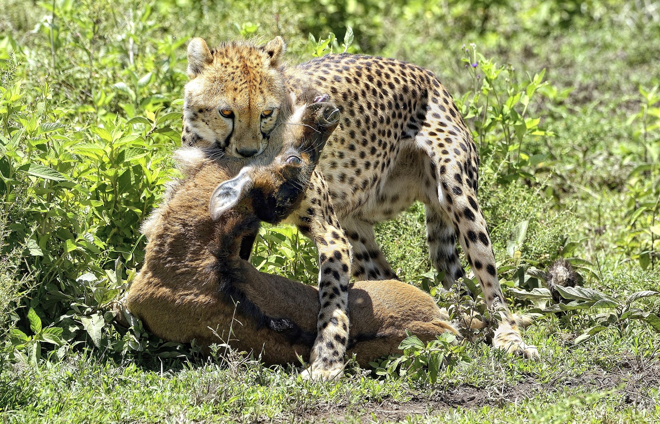 Ngorongoro Conse. Area - Ghepardo Scene di caccia