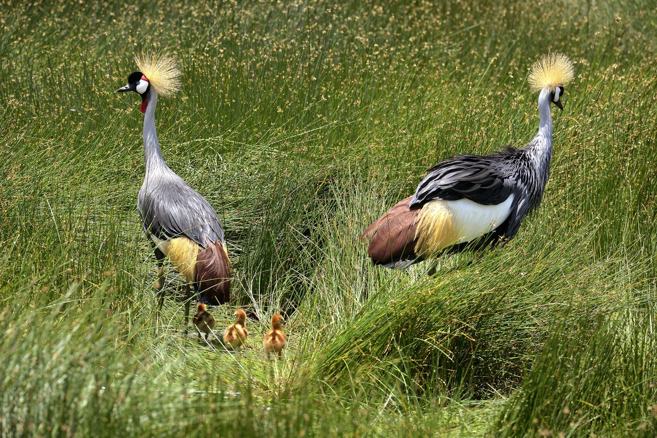 Ngorongoro Conse. Area - Gru coronate con pulli