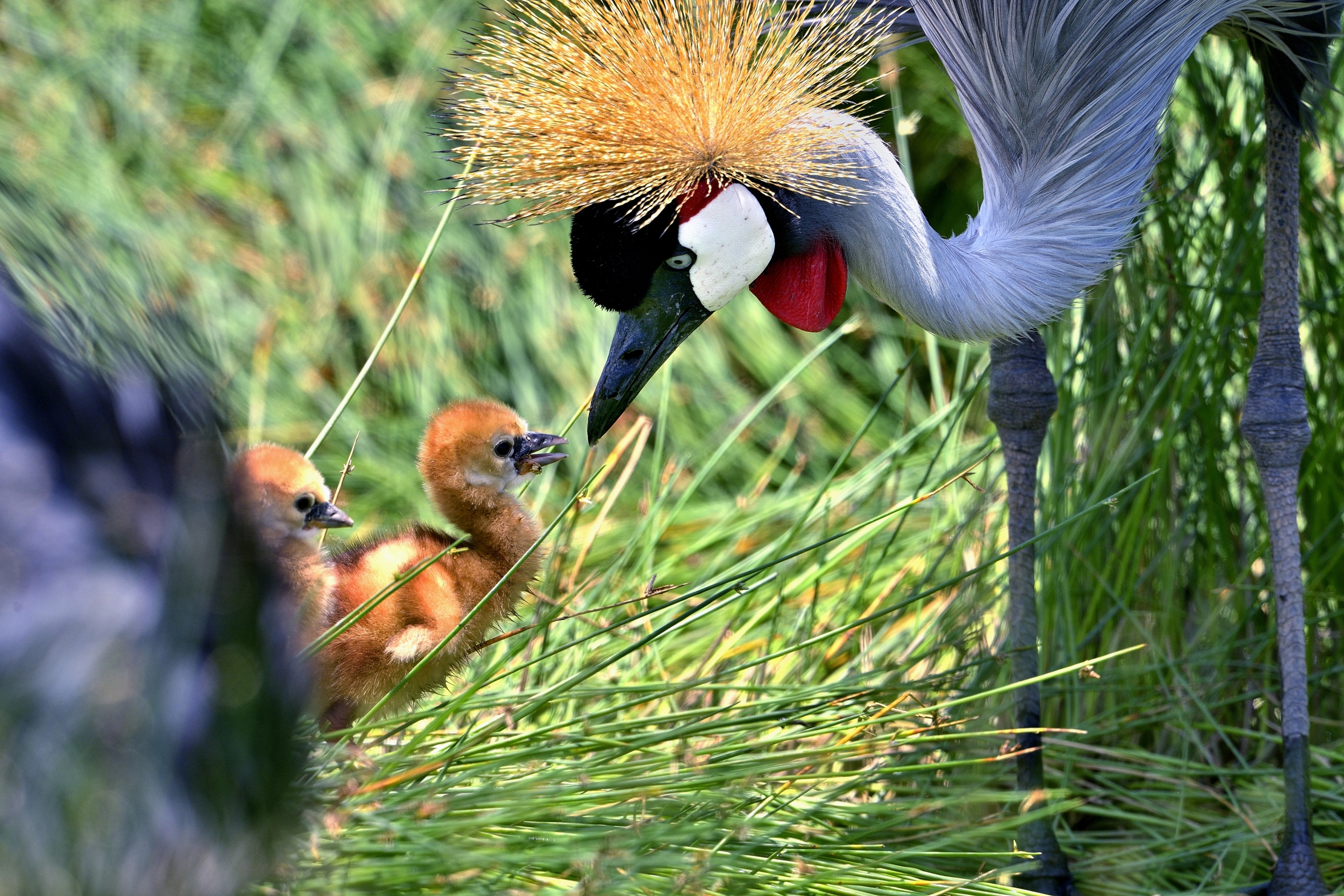 Ngorongoro Conse. Area - Gru coronata con pullo