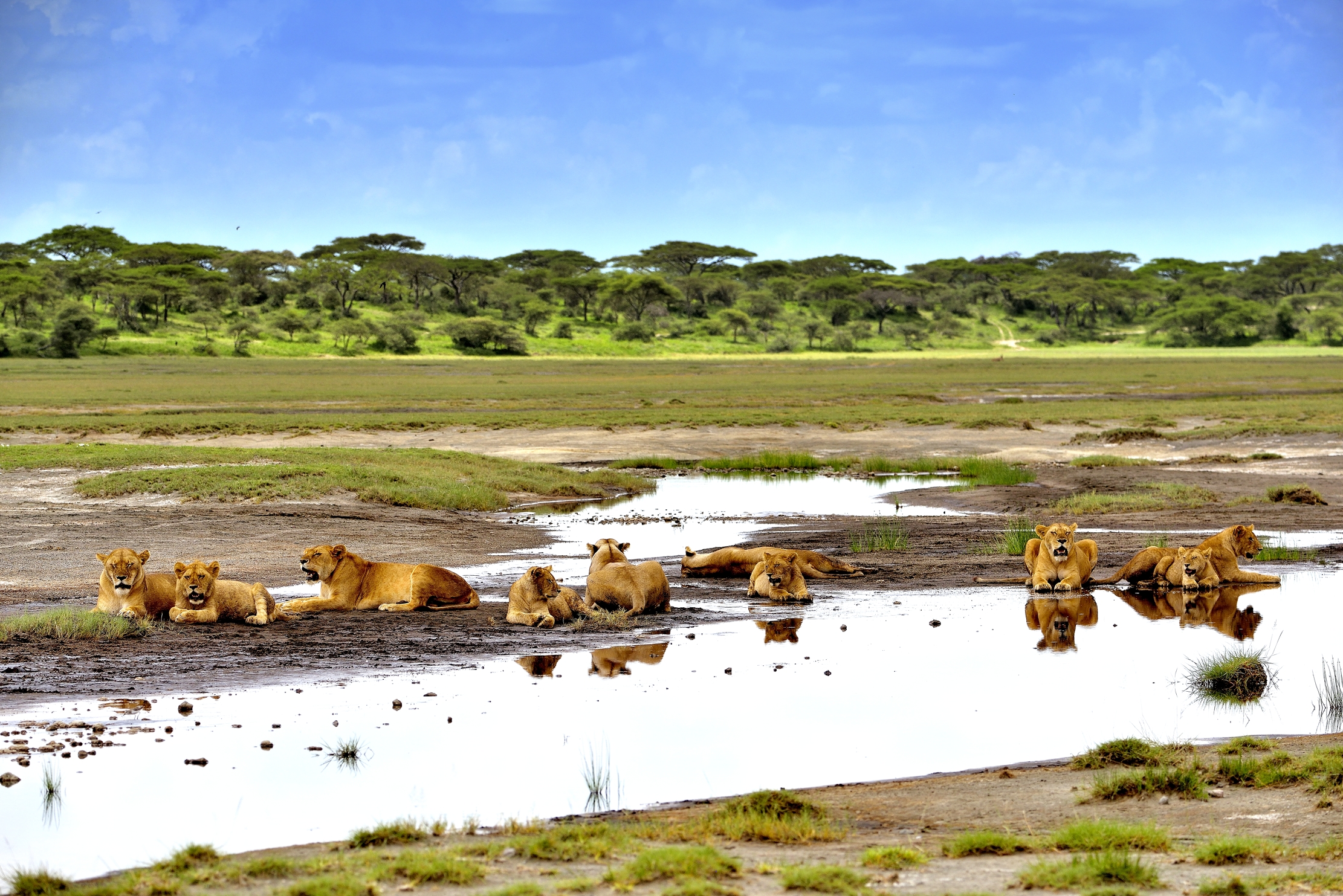 Ngorongoro Conservation Area - Leoni