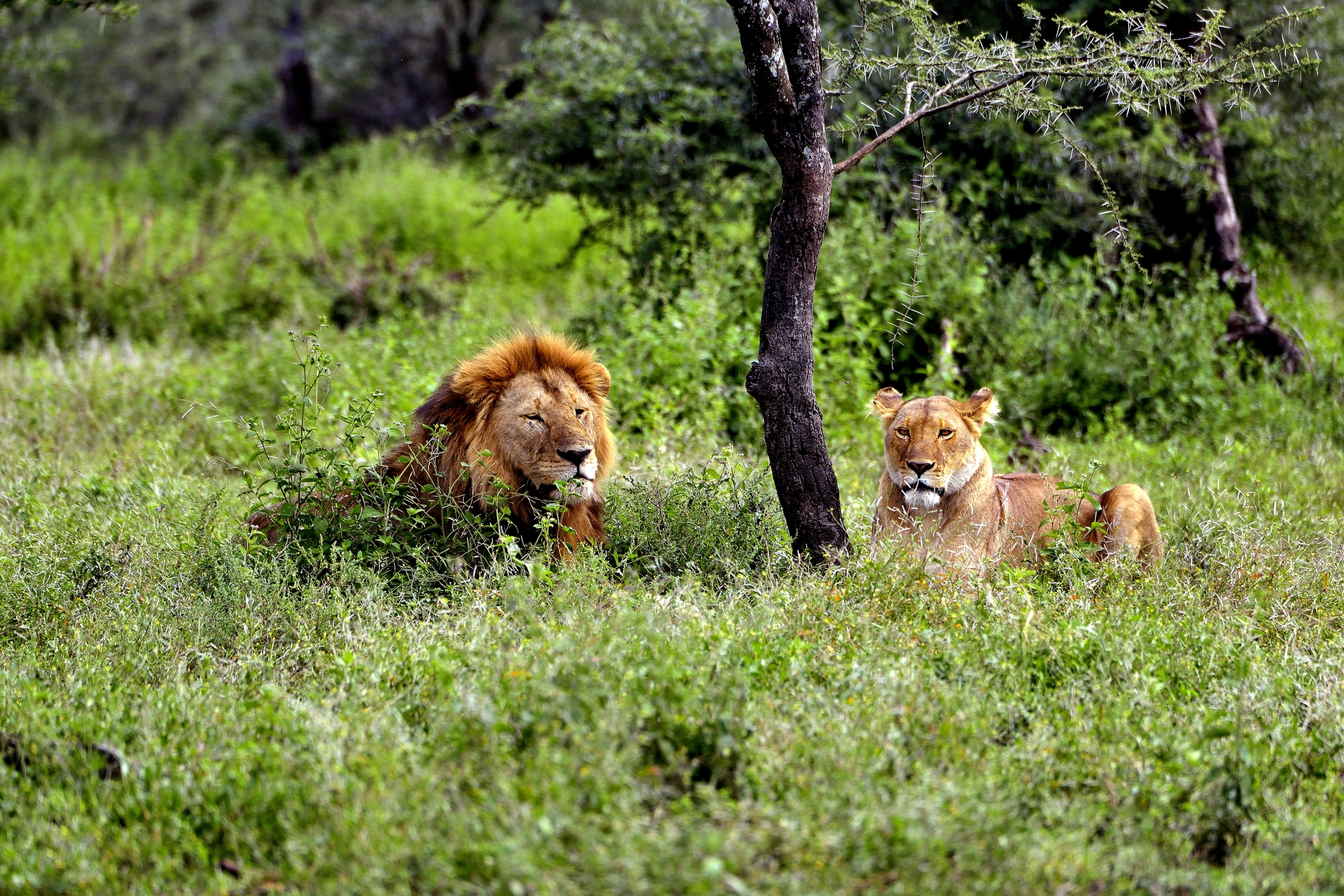 Ngorongoro Cocervation Area - leoni