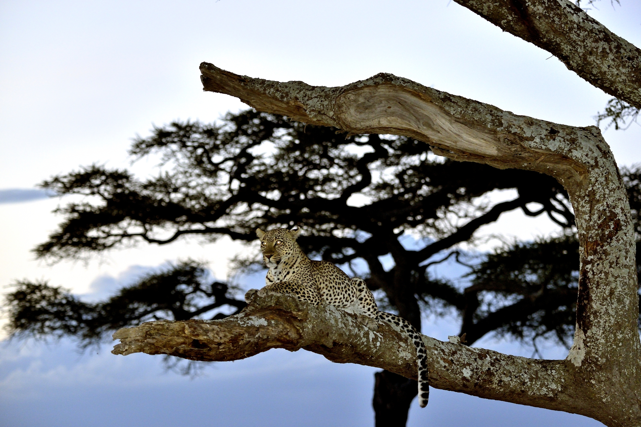 Serengeti - leopardo