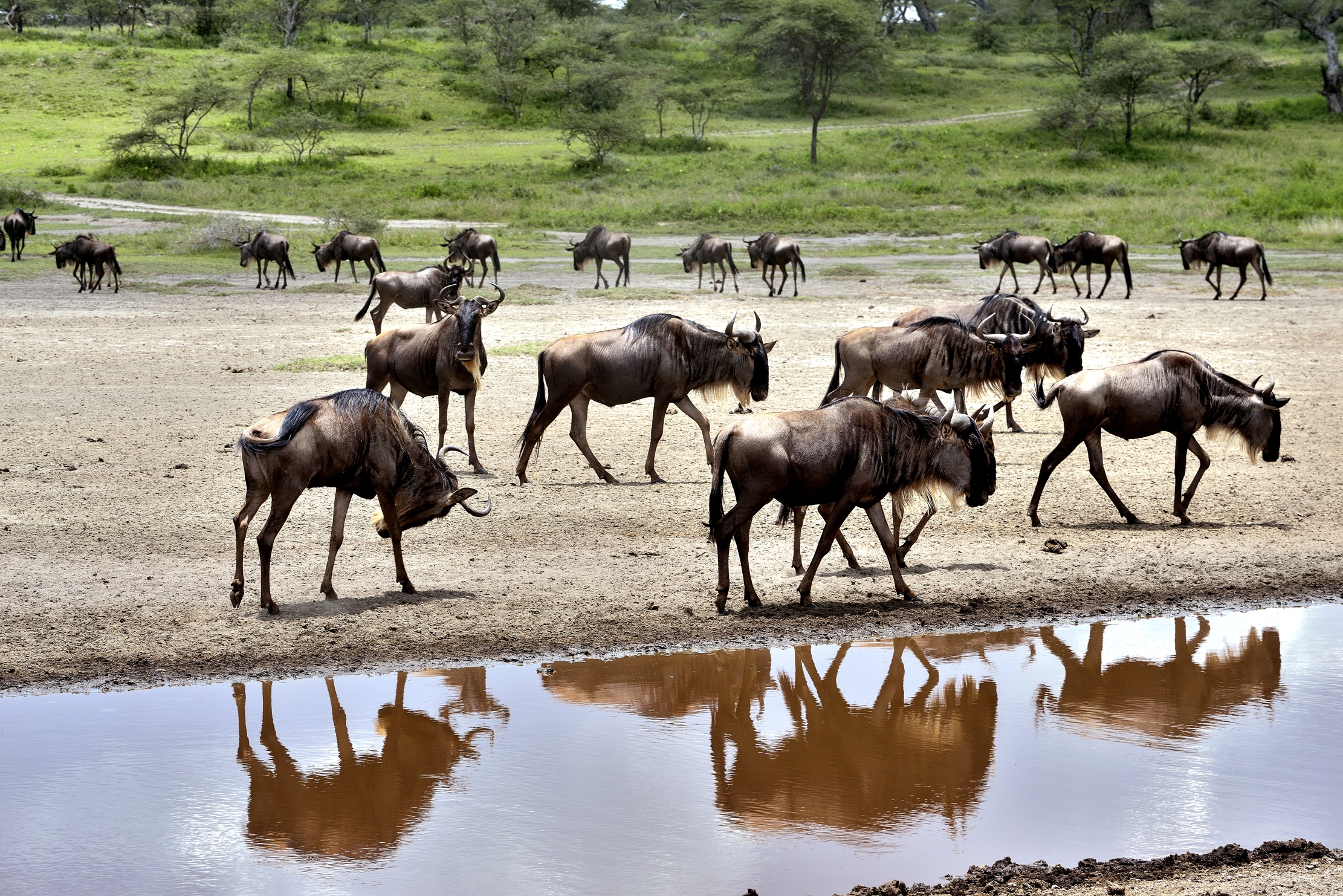 Ngorongoro Conservation Area - Gnu e riflessi