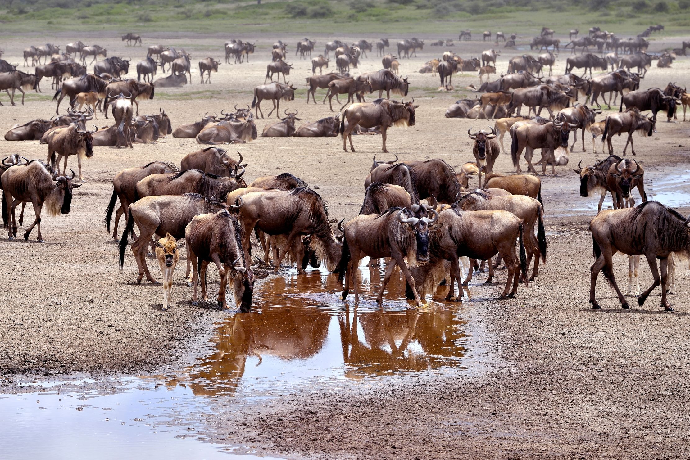 Ngorongoro Conservation Area - Gnu