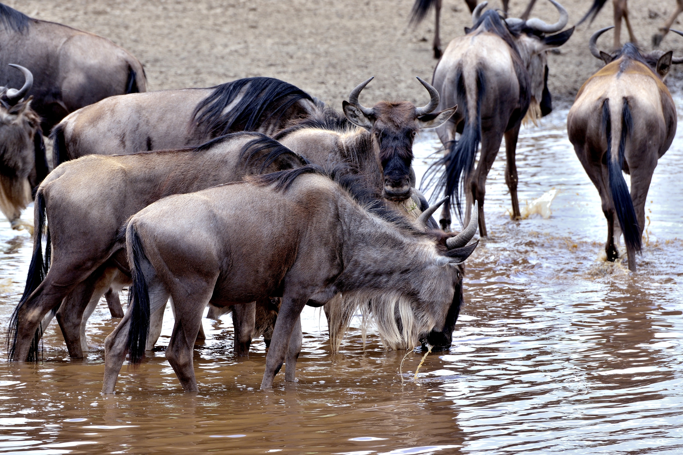 Ngorongoro Conservation Area - Gnu