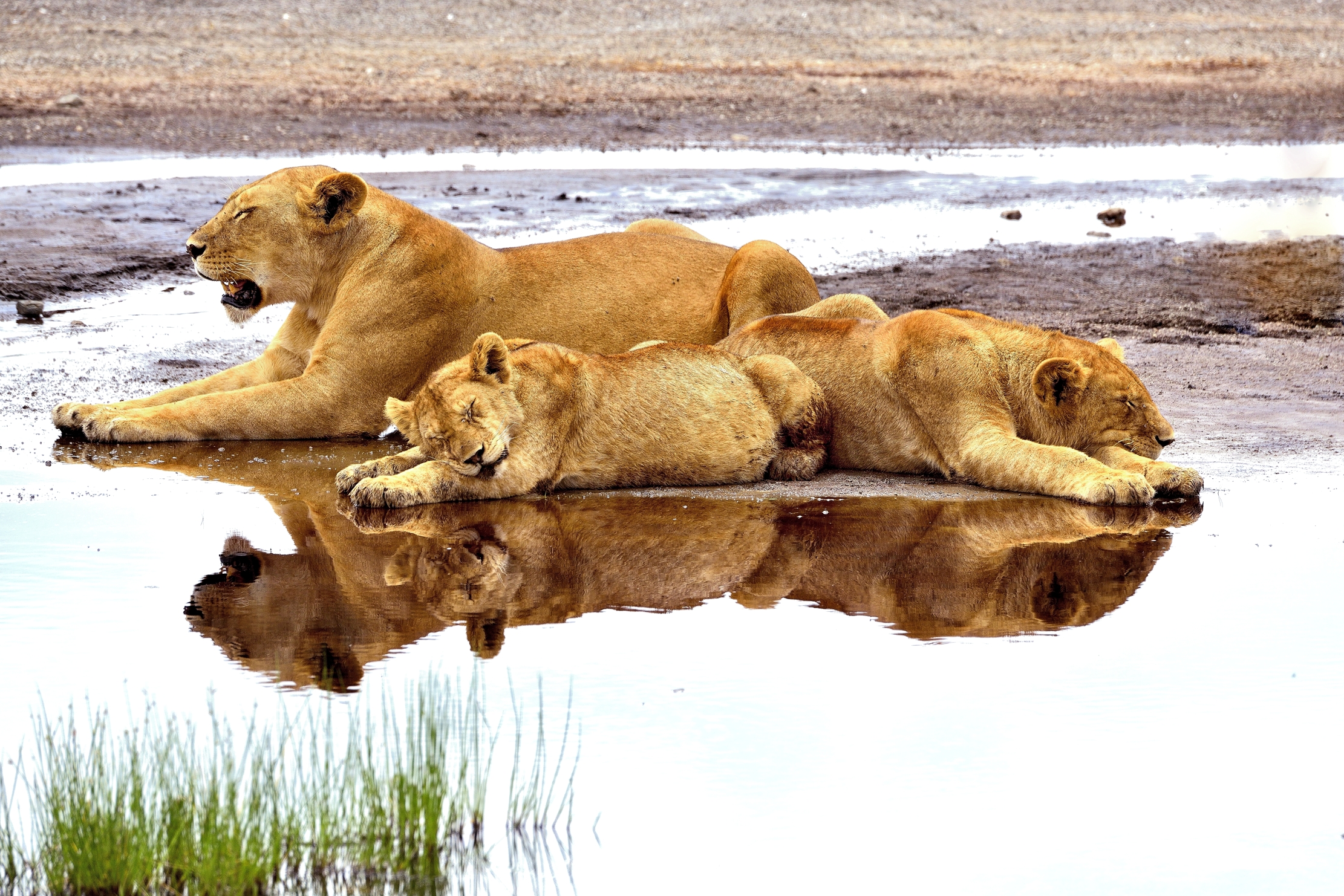 Ngorongoro Cocervation Area - leoni