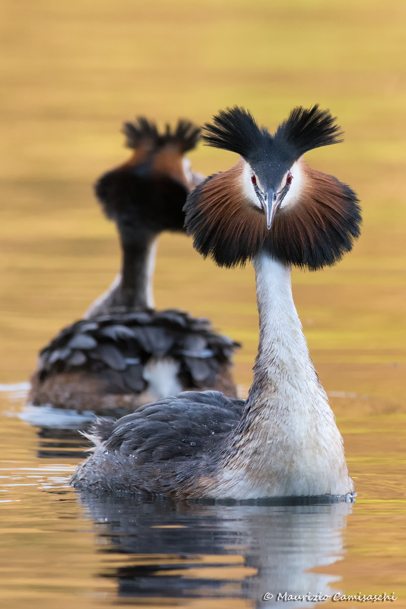 Coppia di svassi maggiori