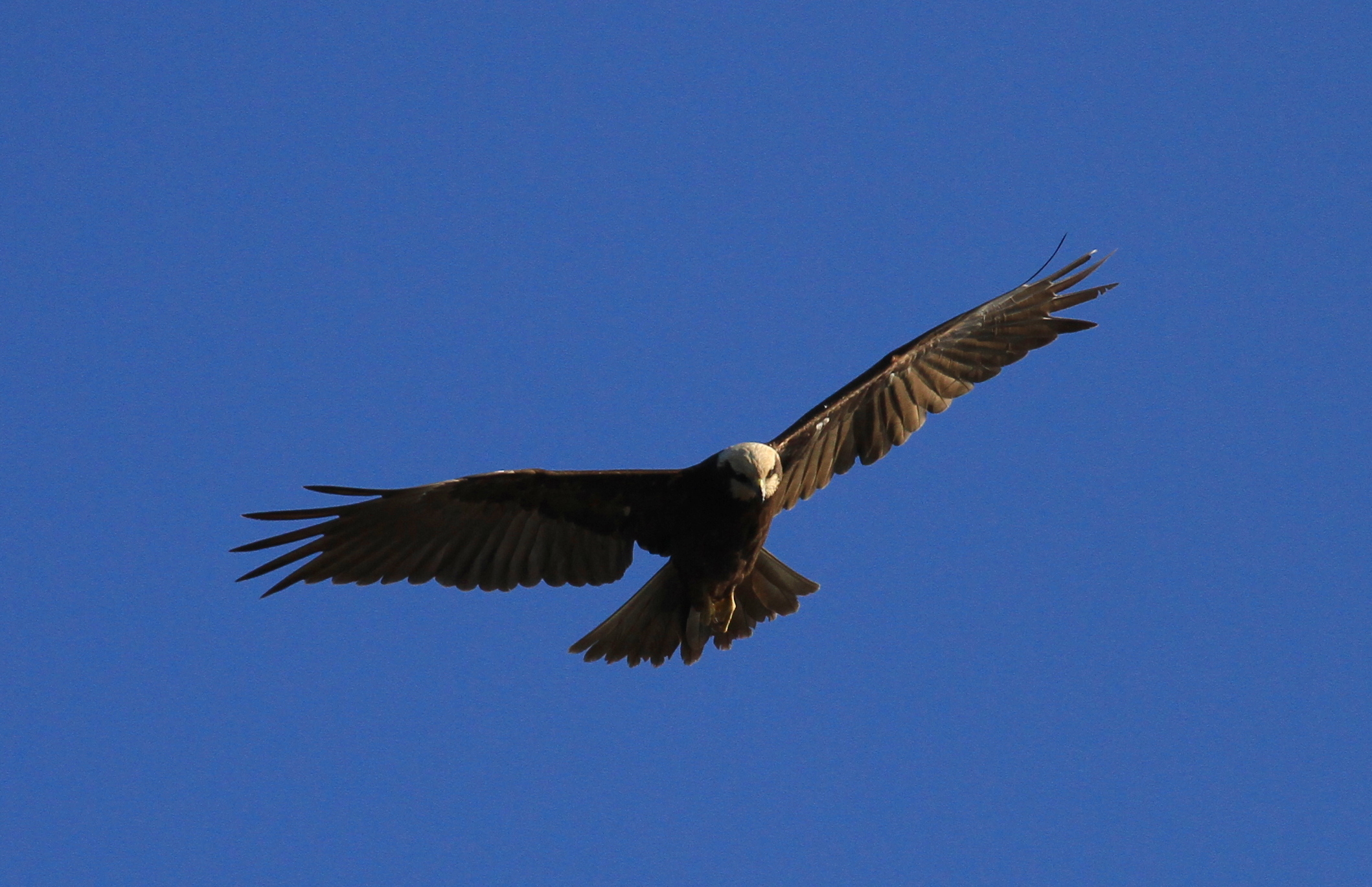 Marsh Harrier on patrol