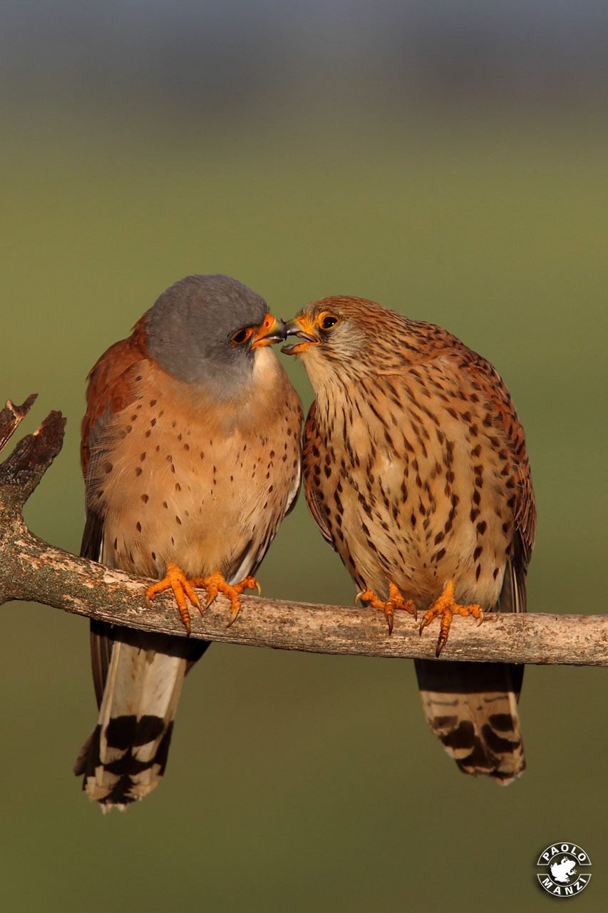 Lesser Kestrel
