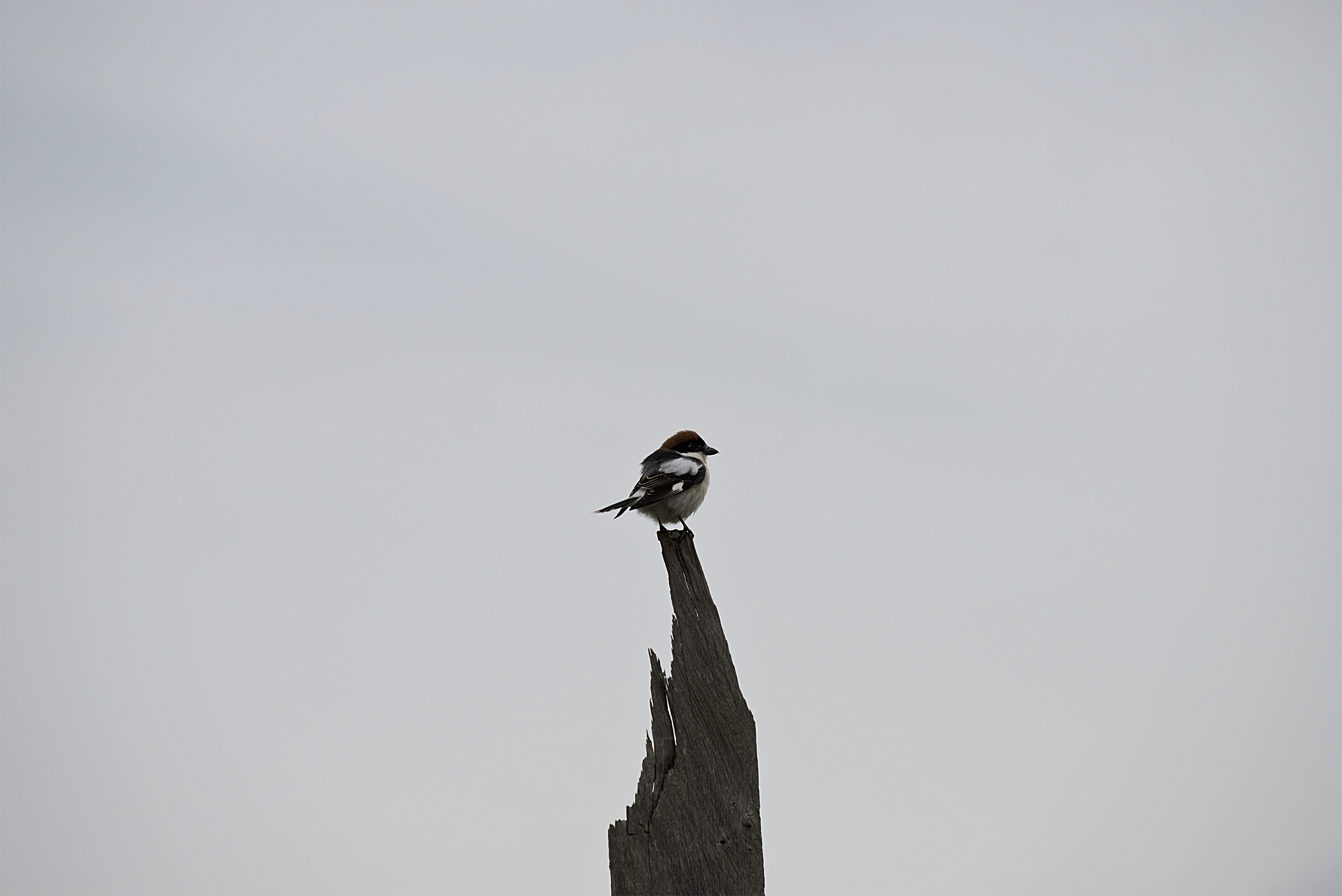 Shrike woodchat Birds