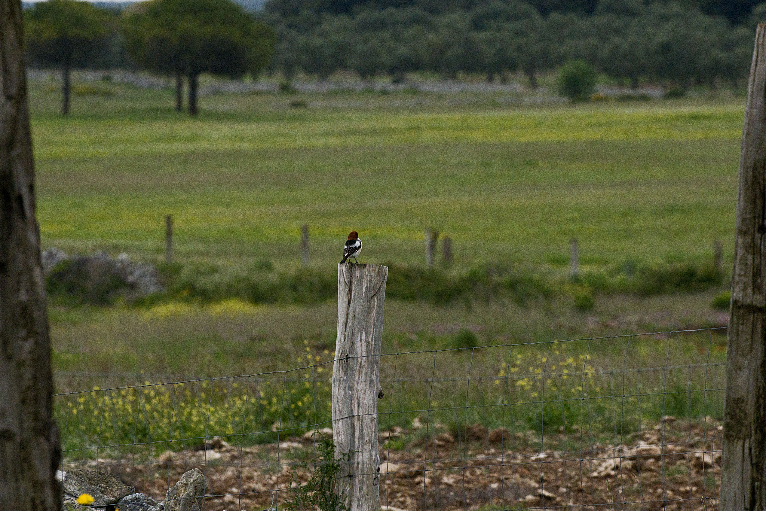 Capirossa           Uccelli