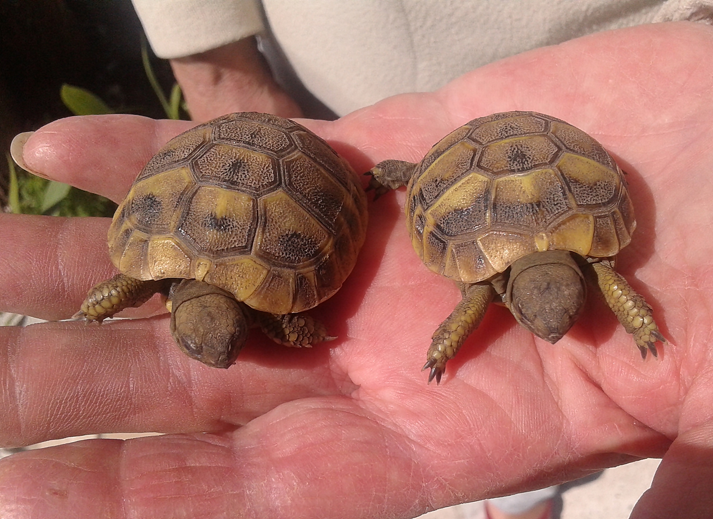 Tortoises only 6 months of life