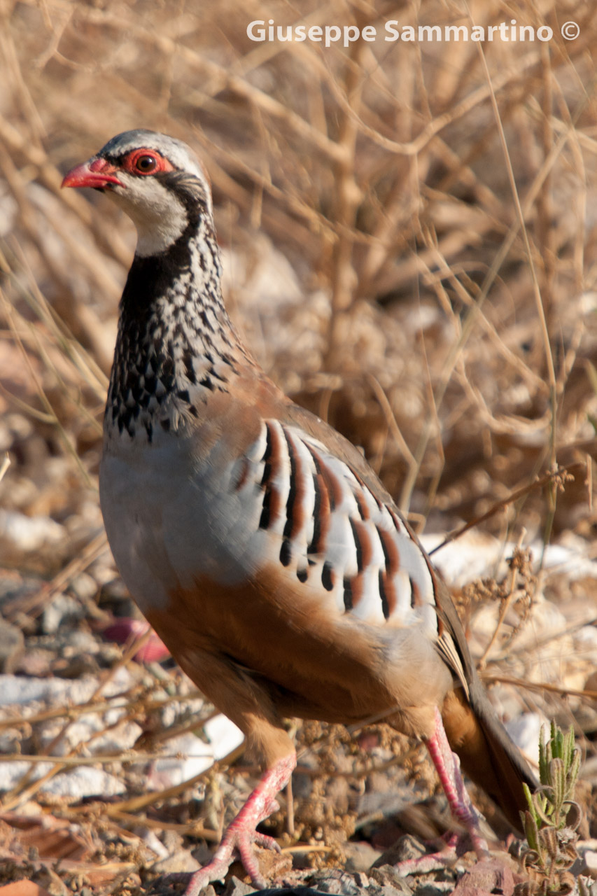 Red-legged Partridge