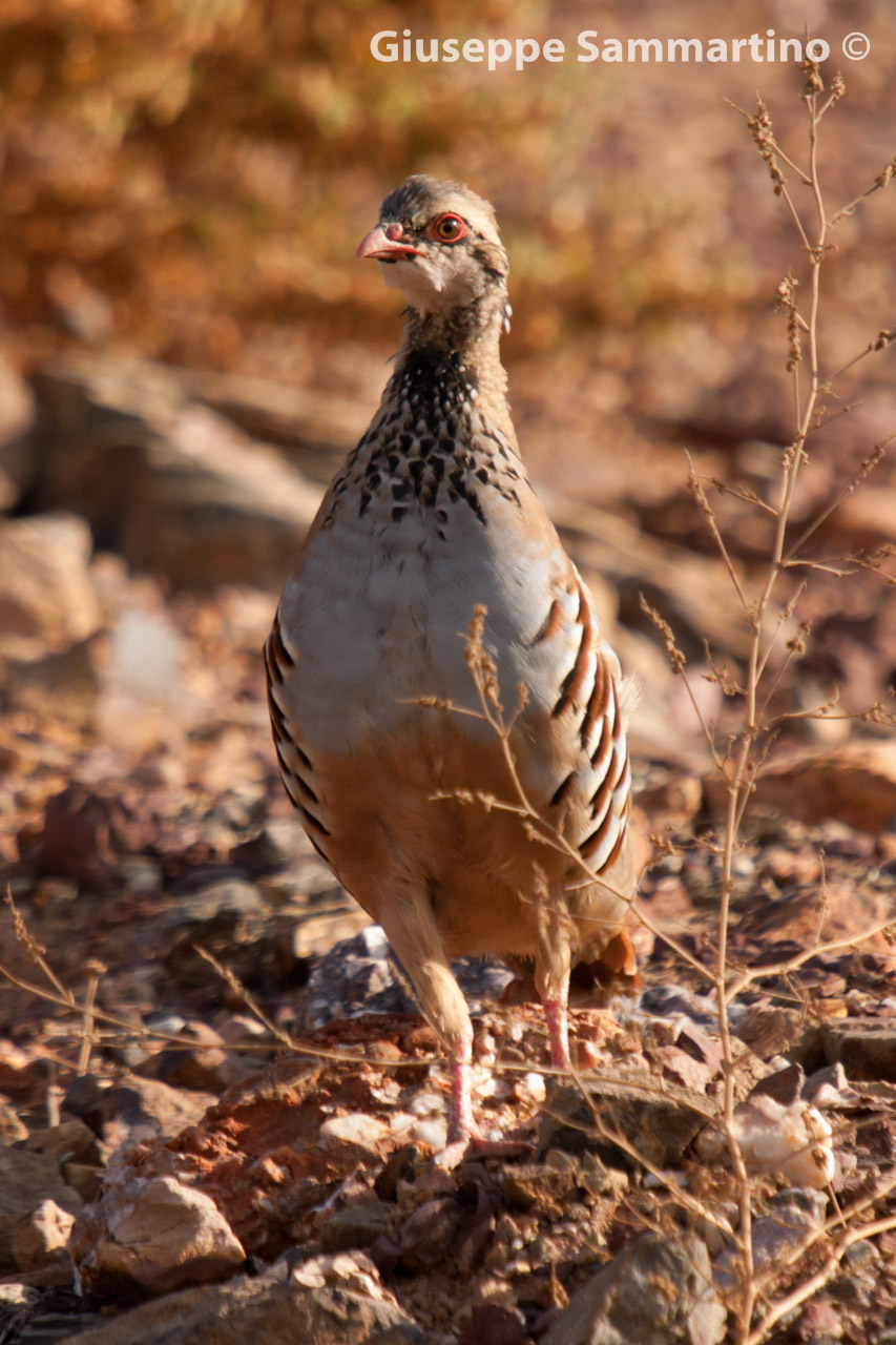 Red-legged Partridge