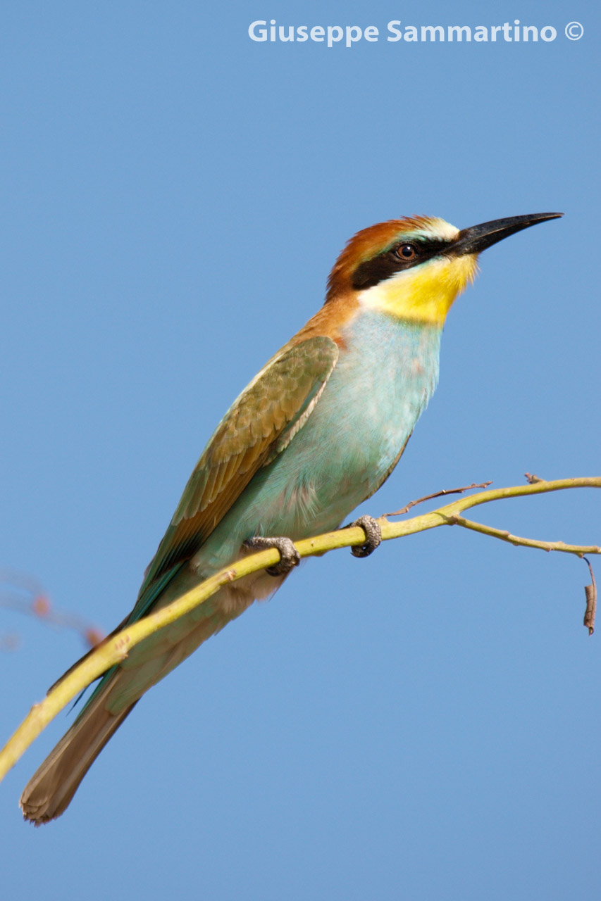 Bee-Eater
