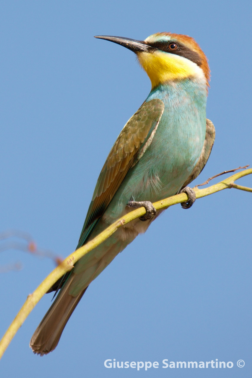 Bee-Eater