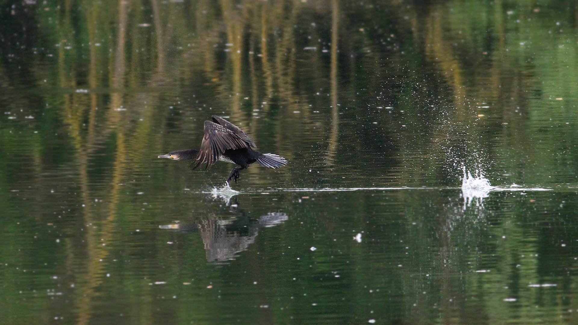 Cormorant in flight ;)