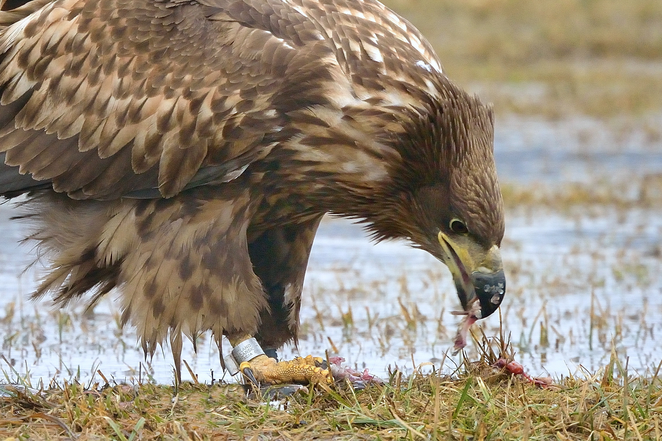 vicina vicina (aquila di mare)