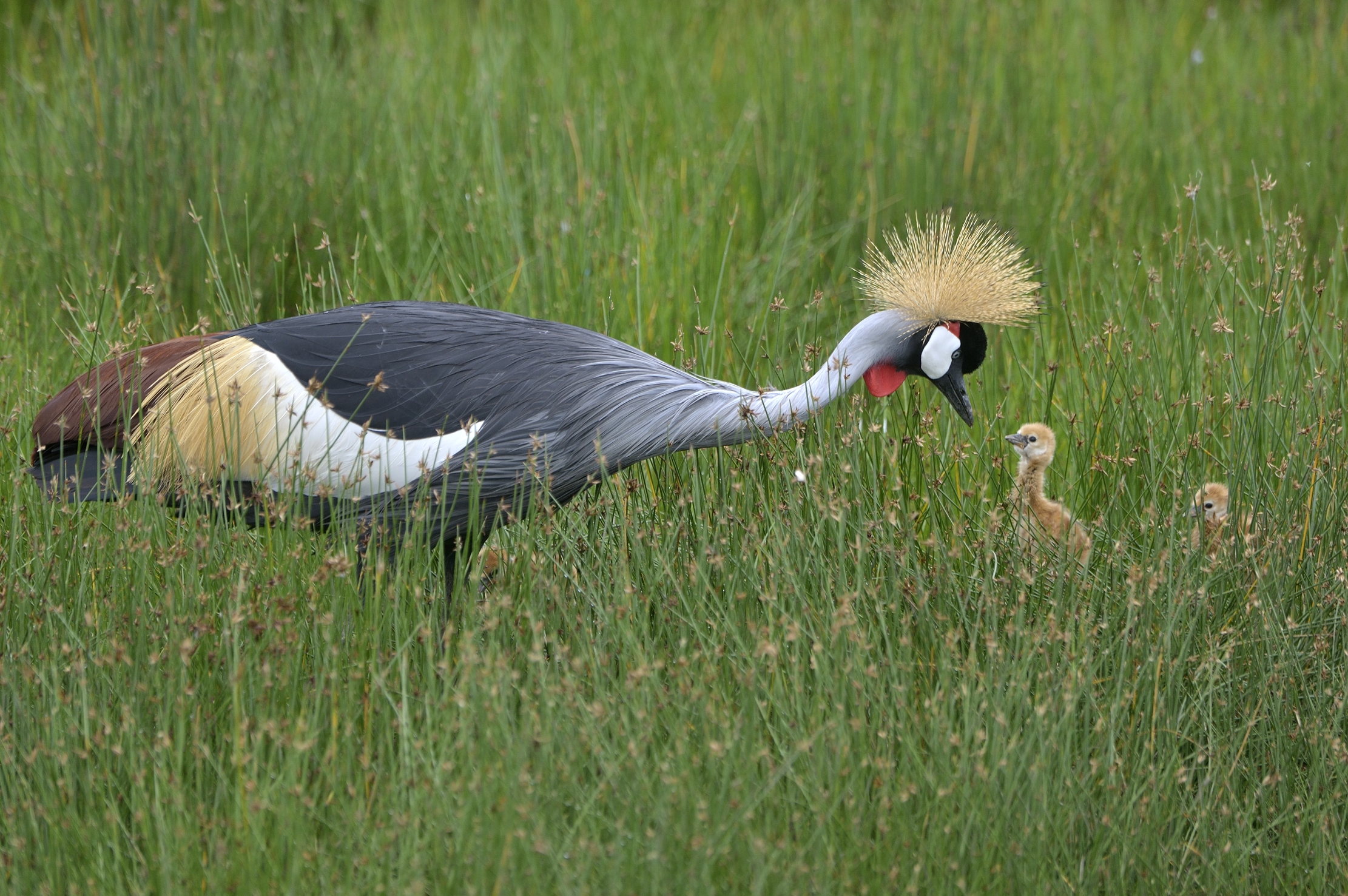 Ngorongoro Con. Area - Gru coronata con Pulli