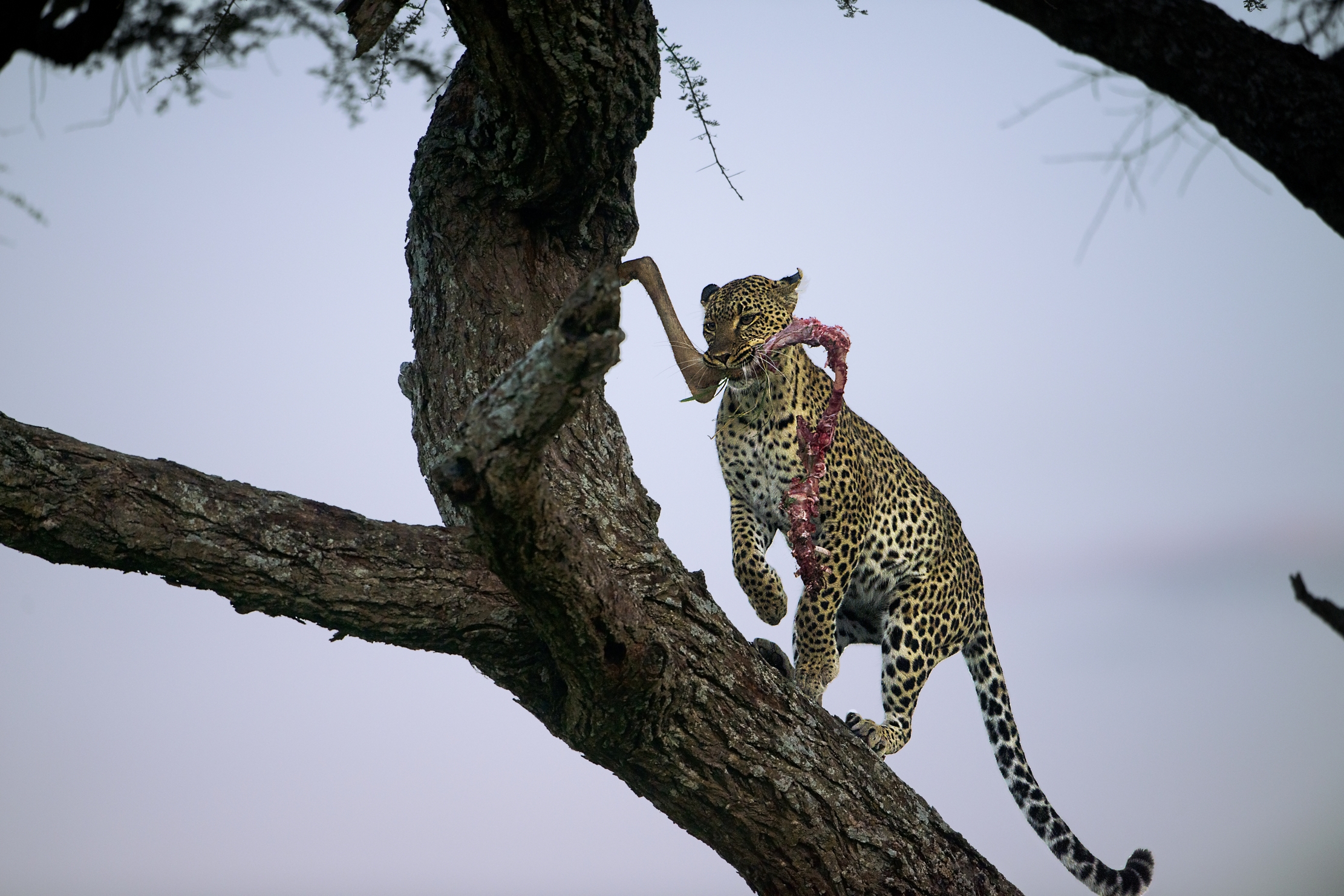 Serengeti - Leopardo con preda