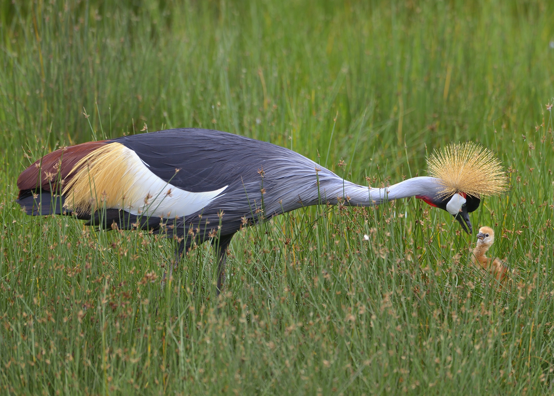 Ngorongoro Con. Area - Gru coronata con Pullo