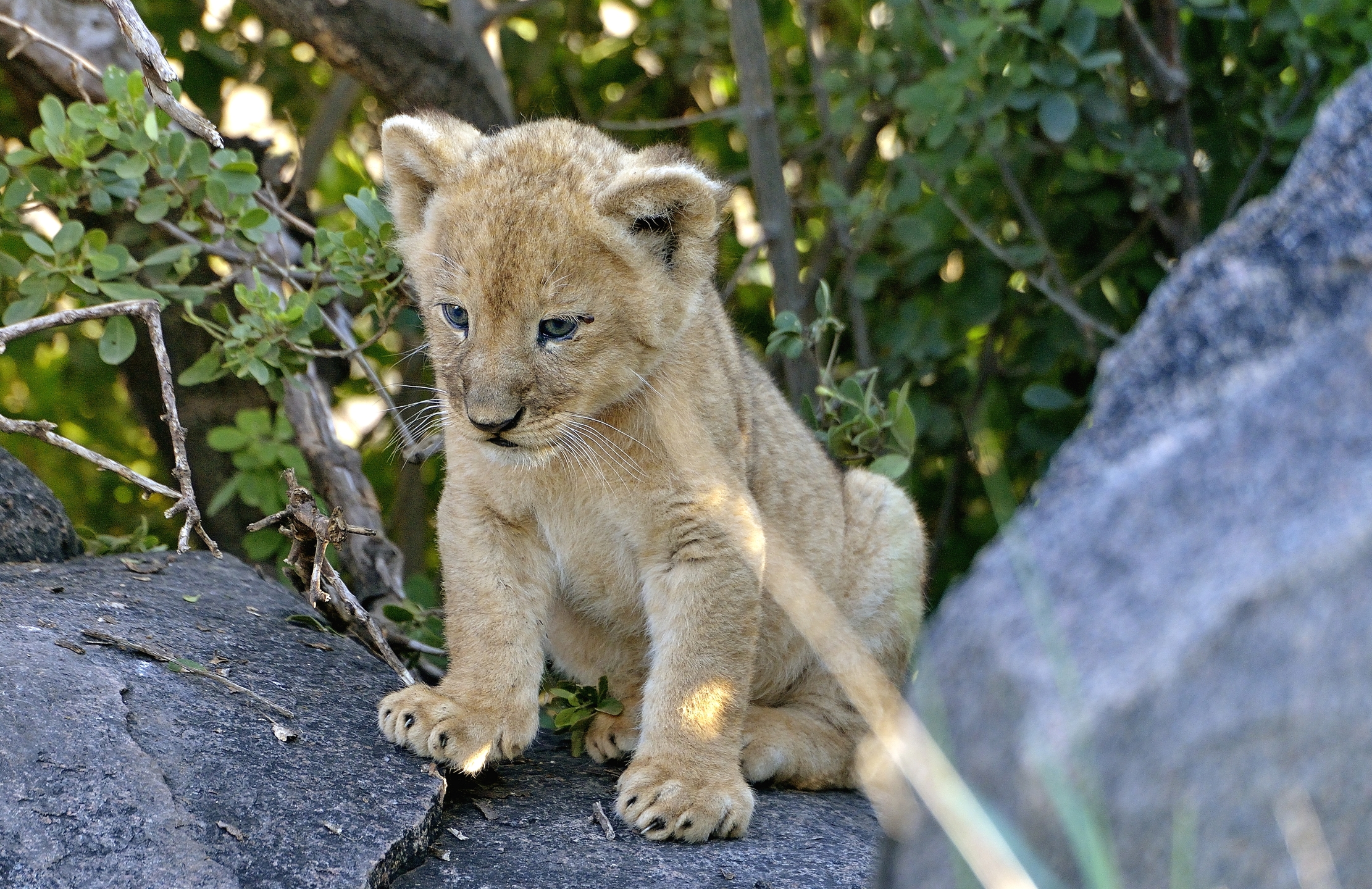 Serengeti - Cucciolo di leone