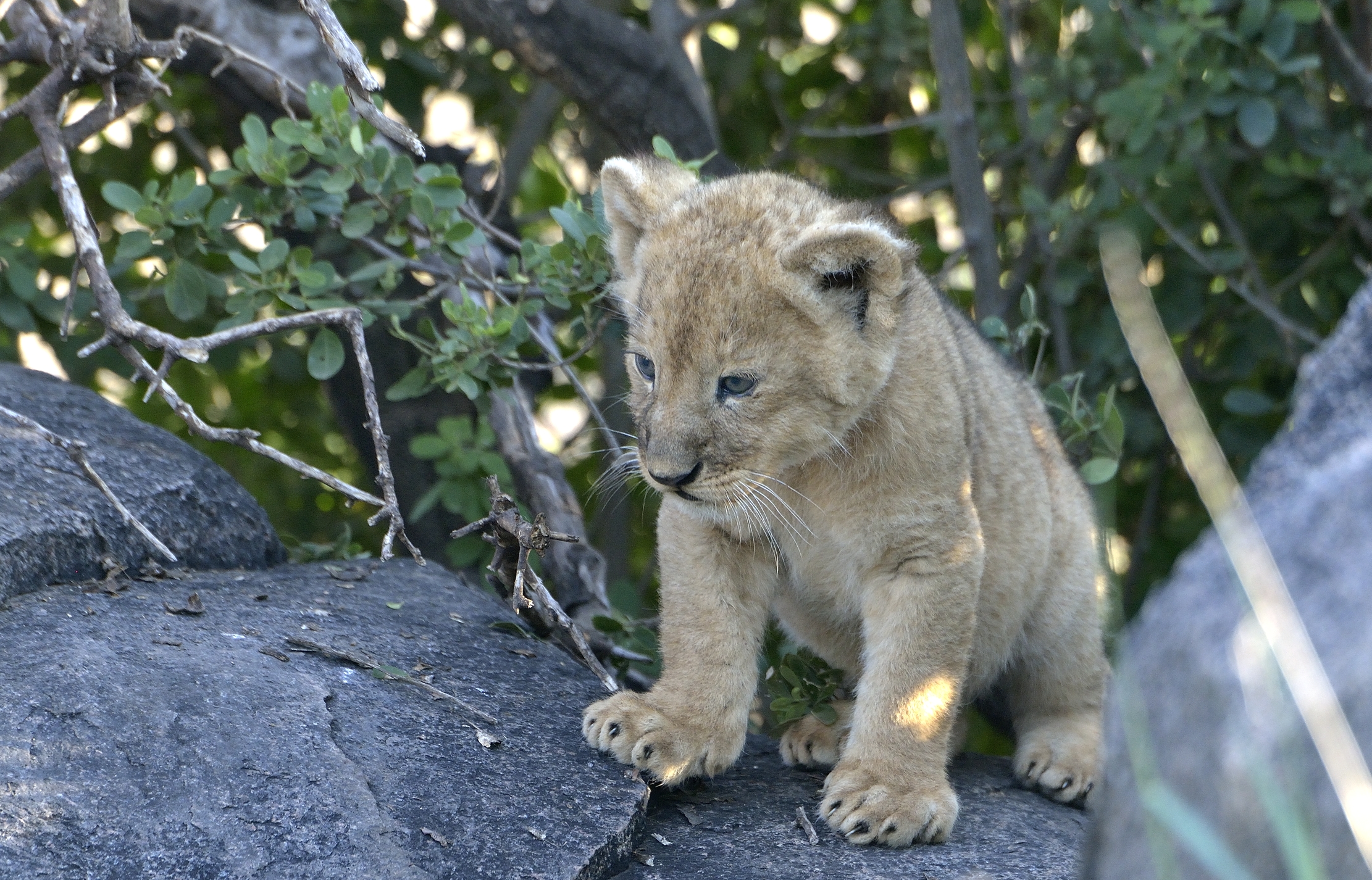 Serengeti - Cucciolo di leone