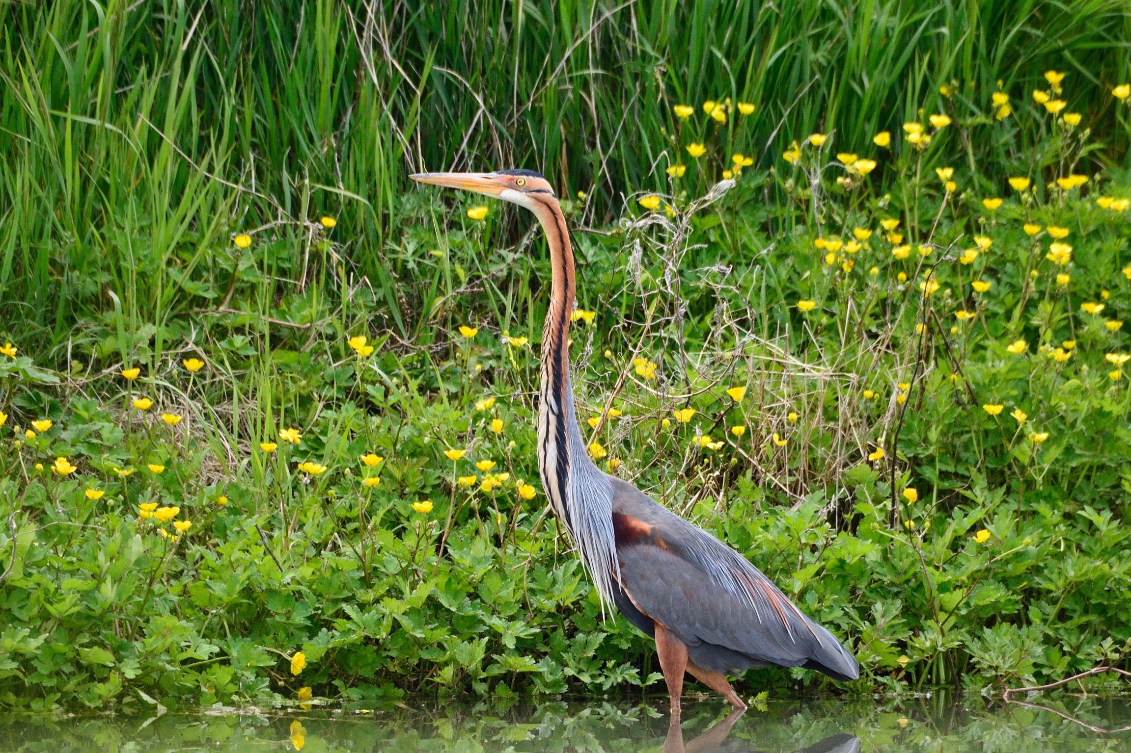 Airone rosso (Ardea purpurea)
