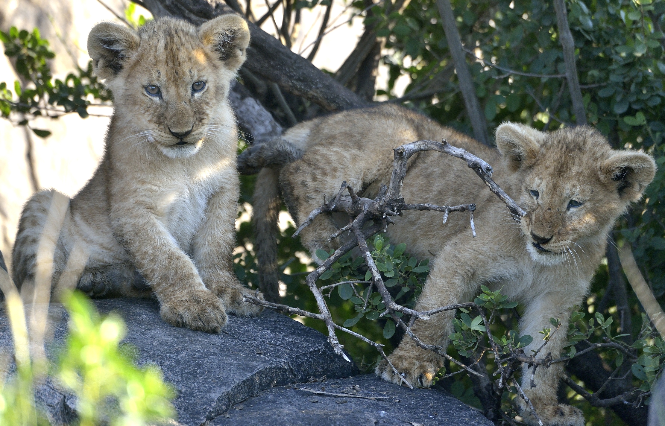 Serengeti - Cuccioli di leone