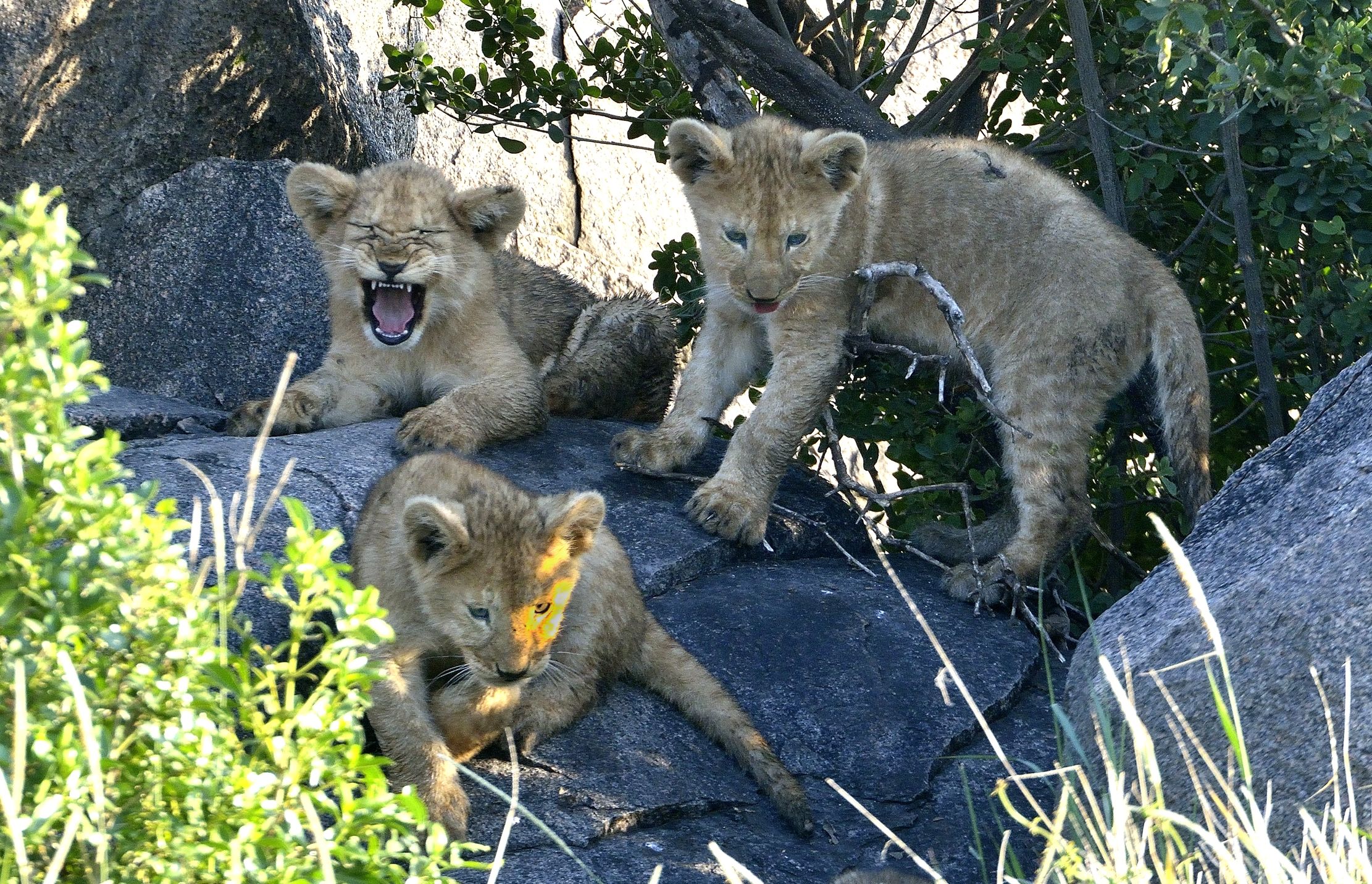 Serengeti - Cuccioli di leone