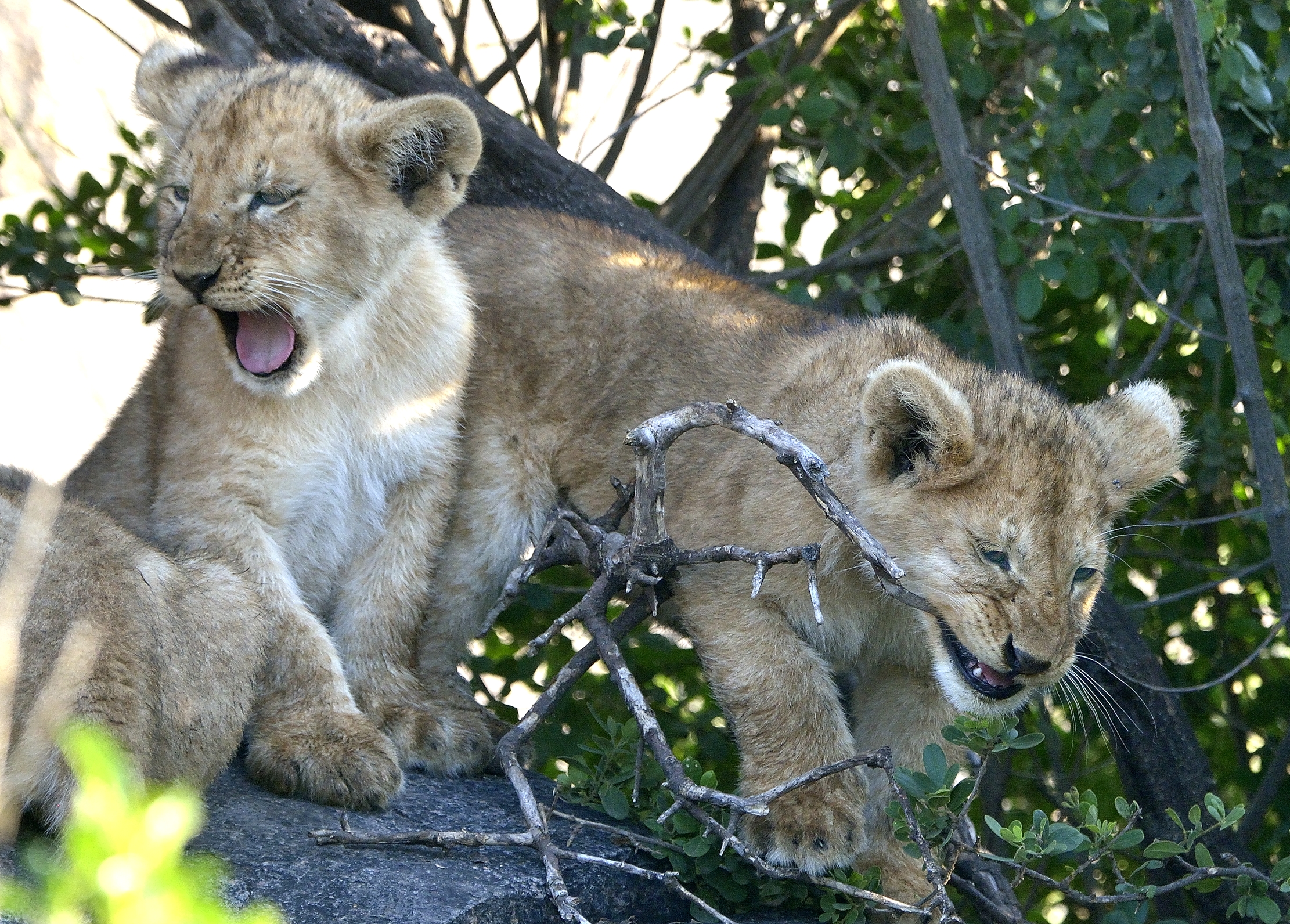 Serengeti - Cuccioli di leone