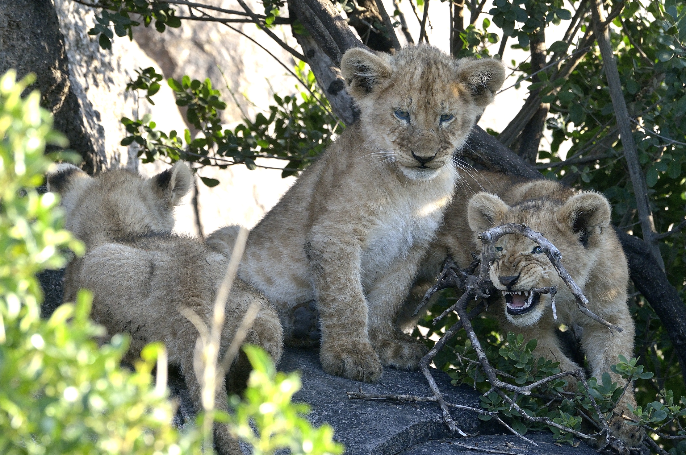 Serengeti - Cuccioli di leone