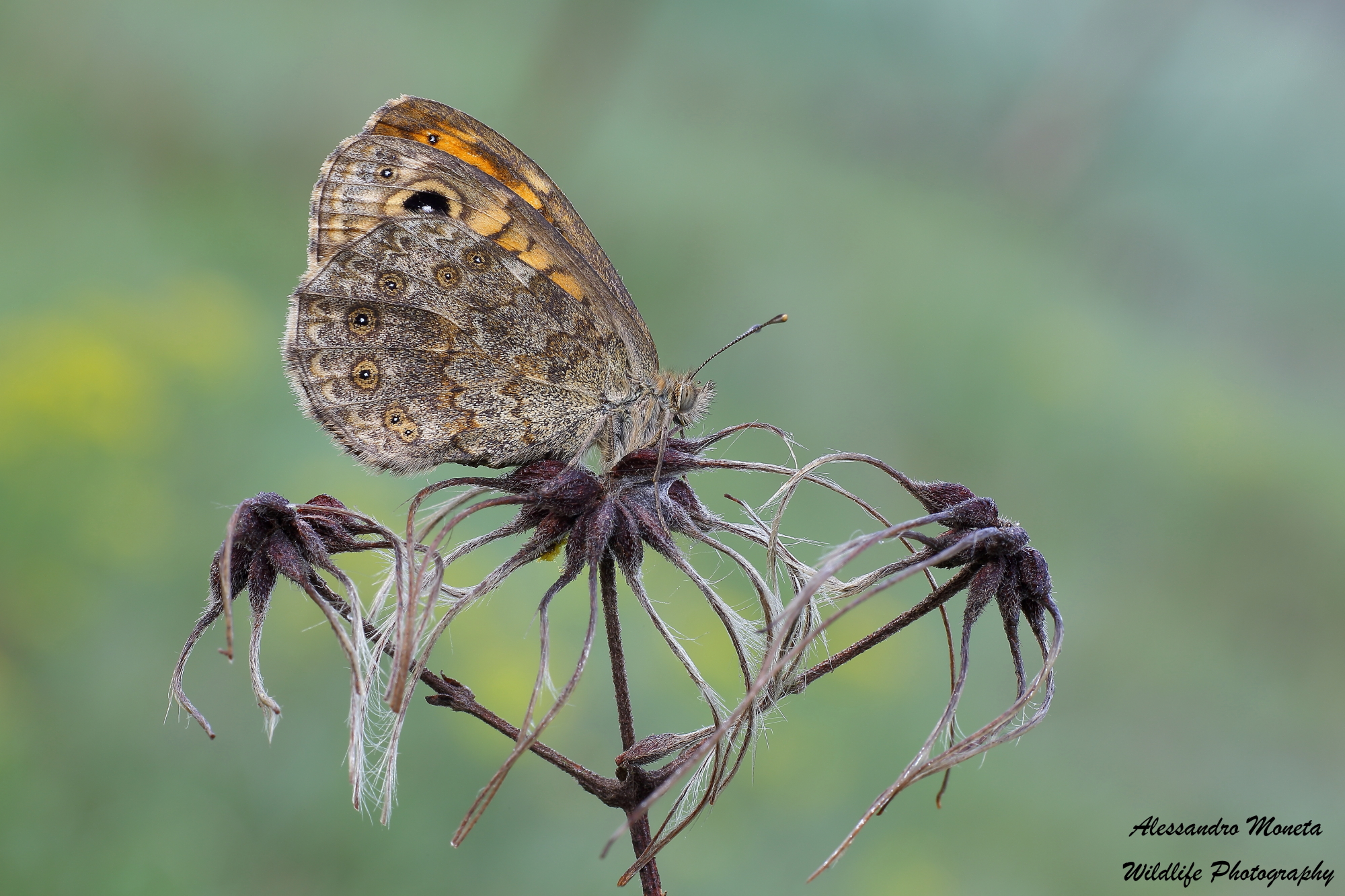 Cavalcando le tre meduse
