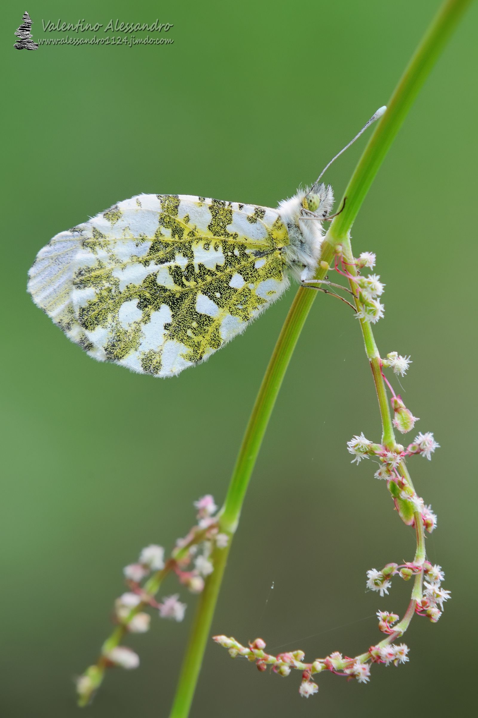 Anthocharis cardamines female