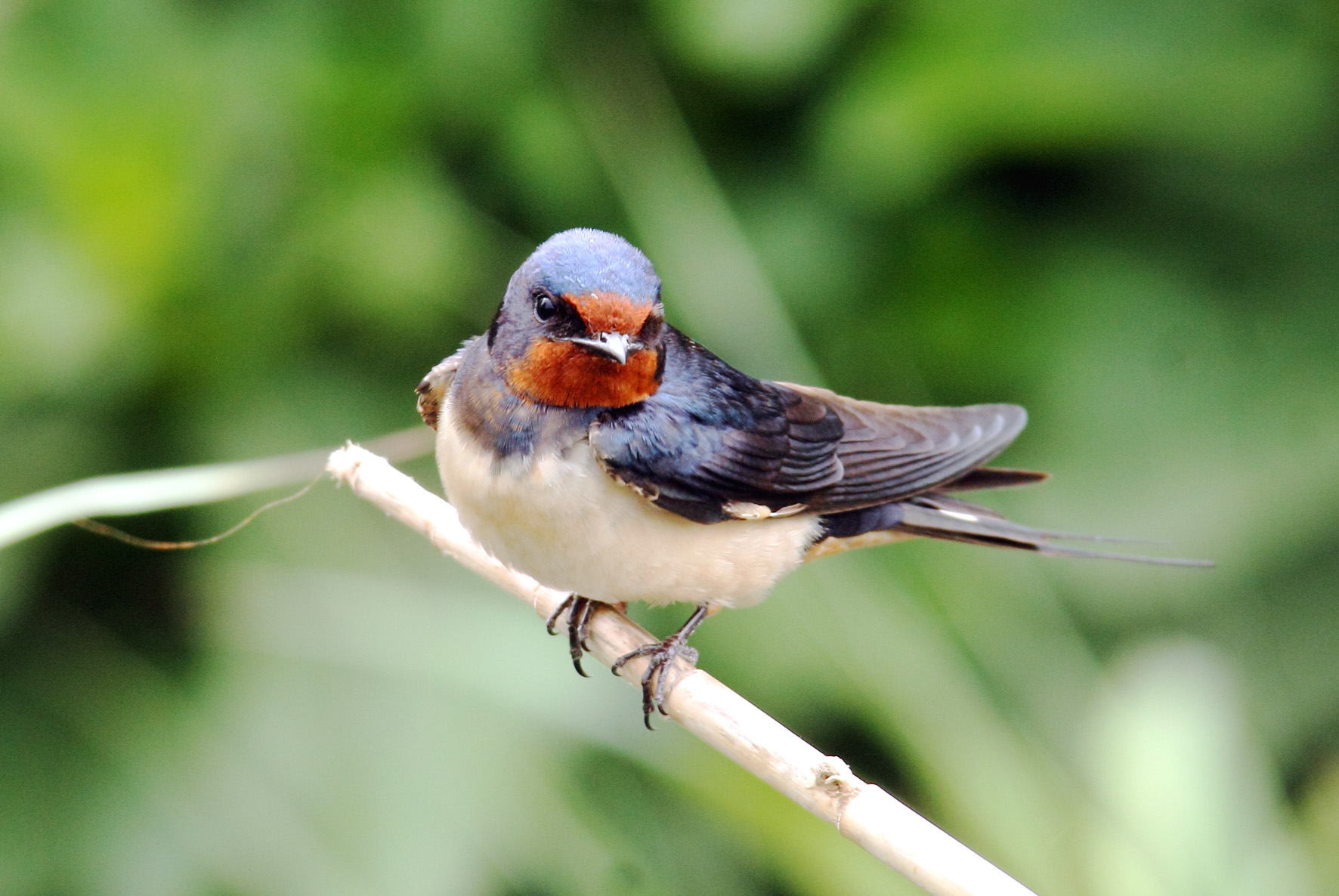bianco rosso blu su verde