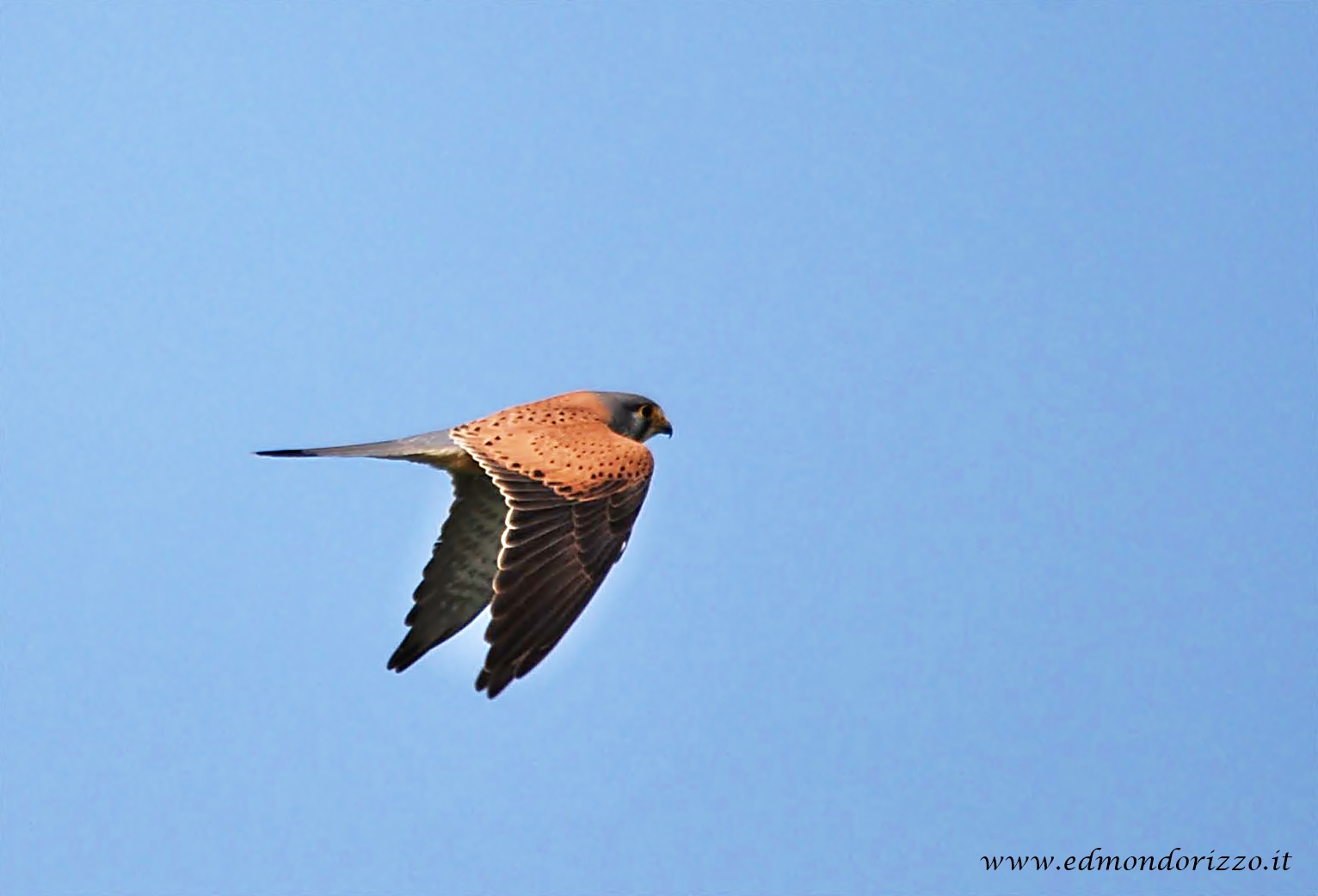 Kestrel