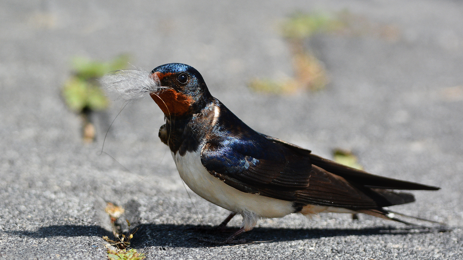 final preparations for the nest