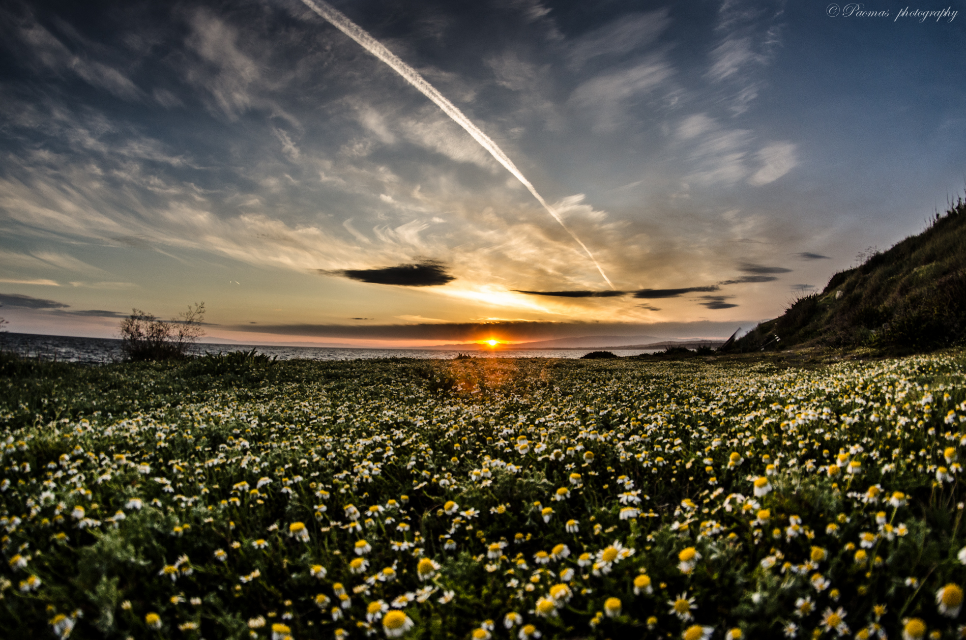 a chamomile at sunset ...