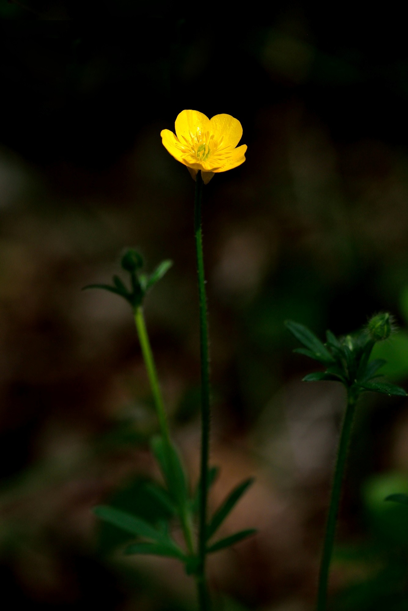 a little light in the undergrowth