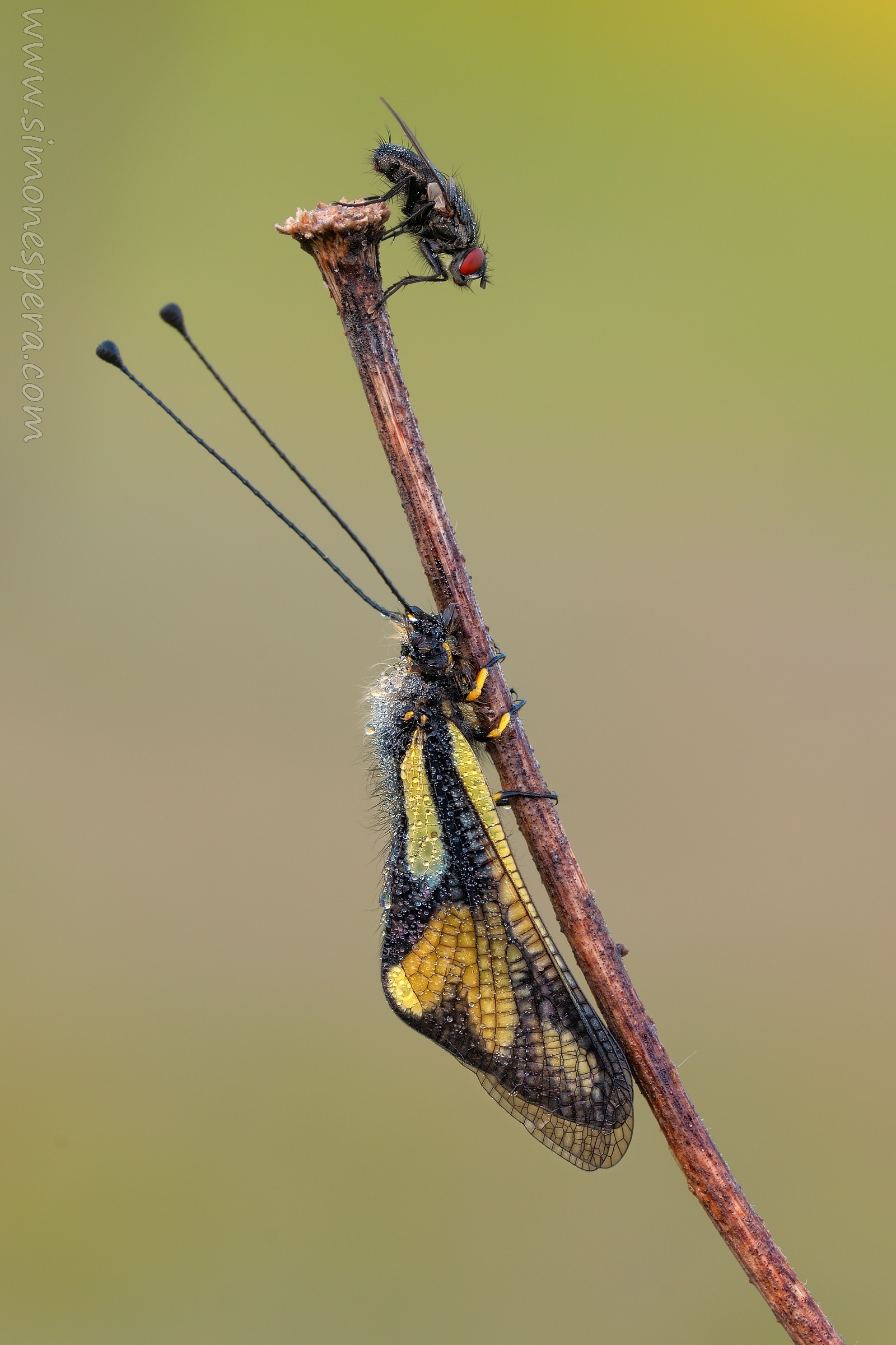 Libelloides e.......