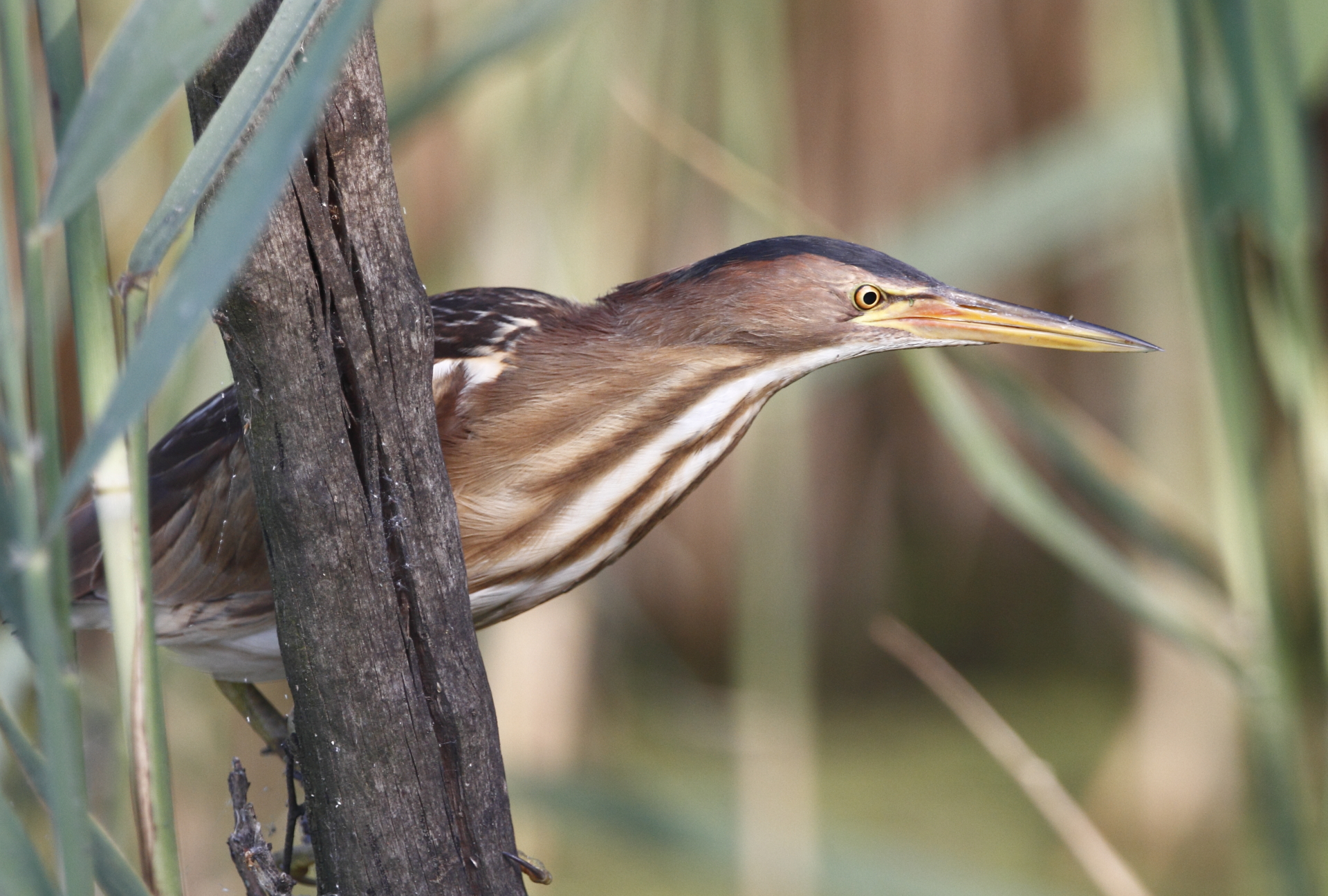 bittern in the reeds