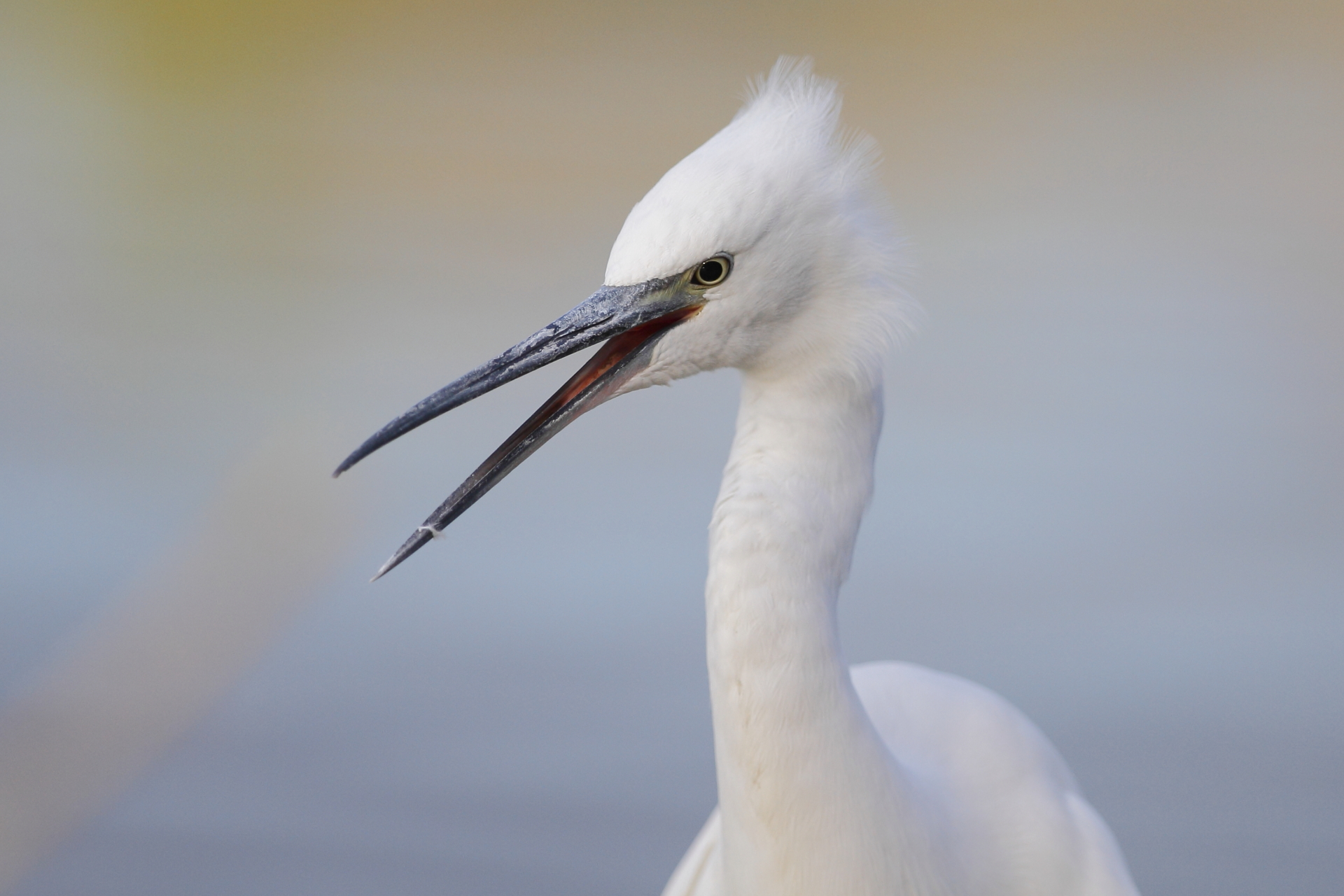 egret disheveled