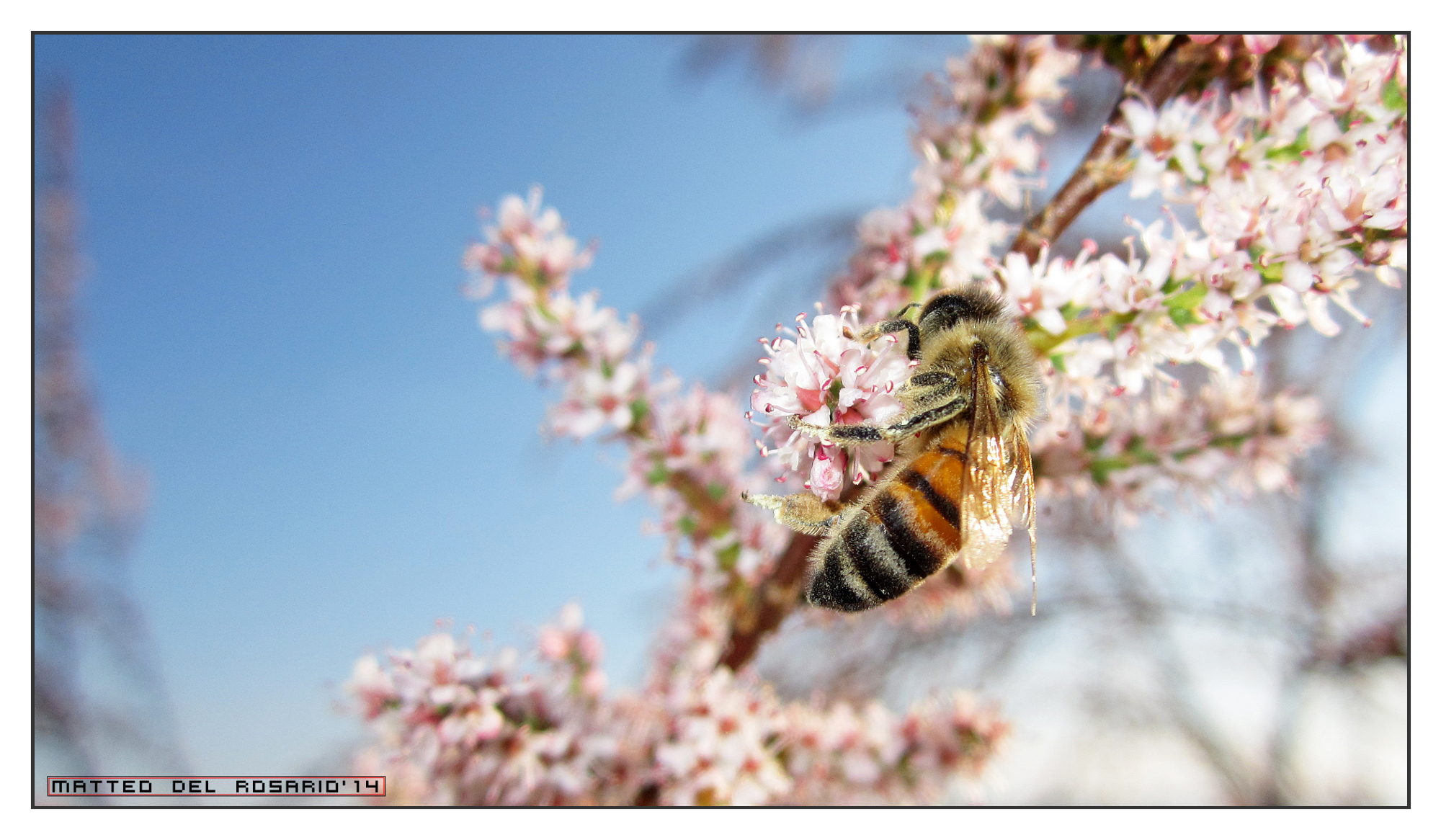 Apina sui primi fiori