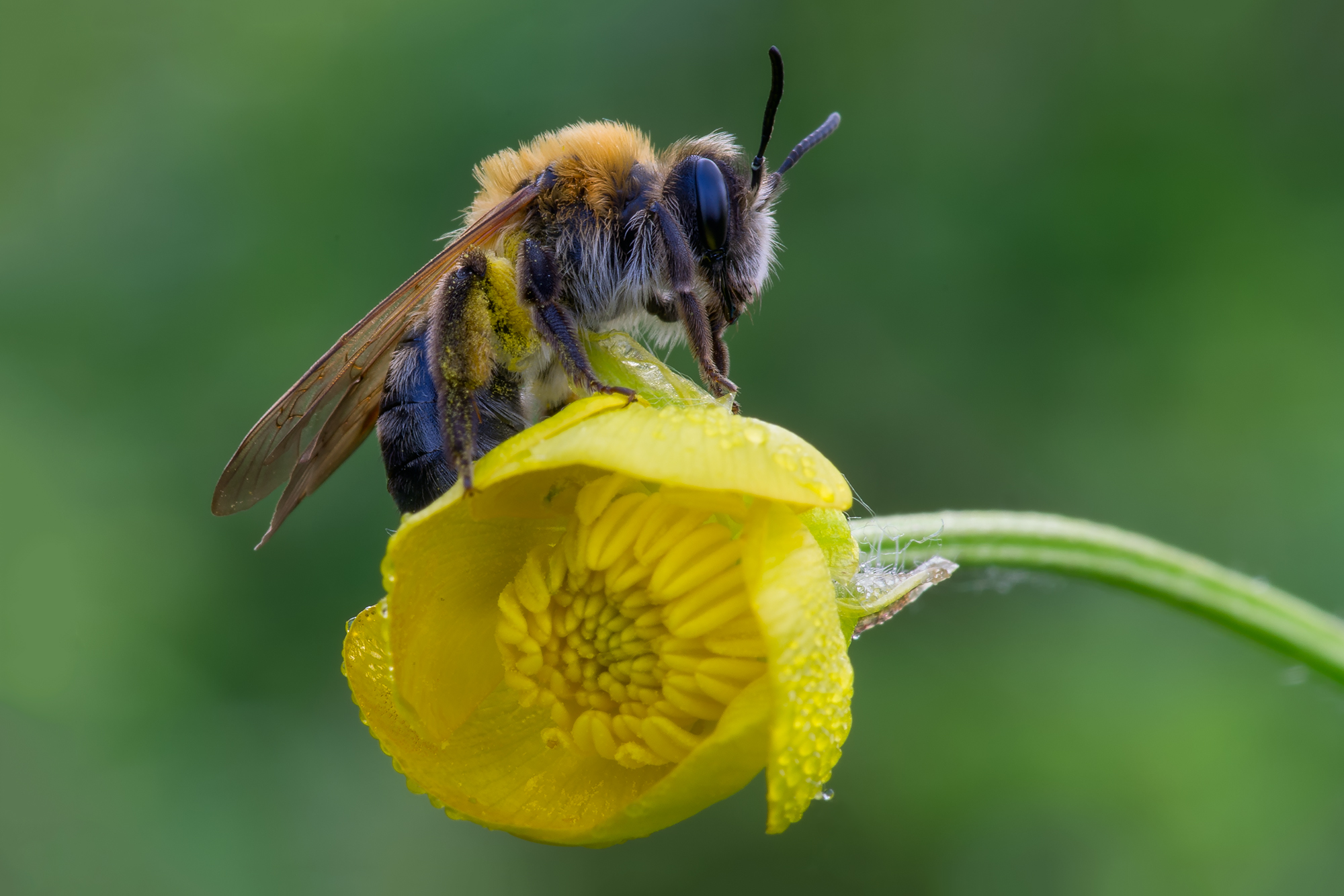 Bombus