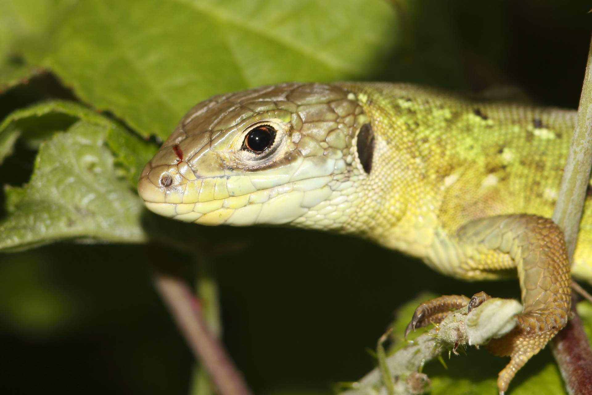 close-up of lizard