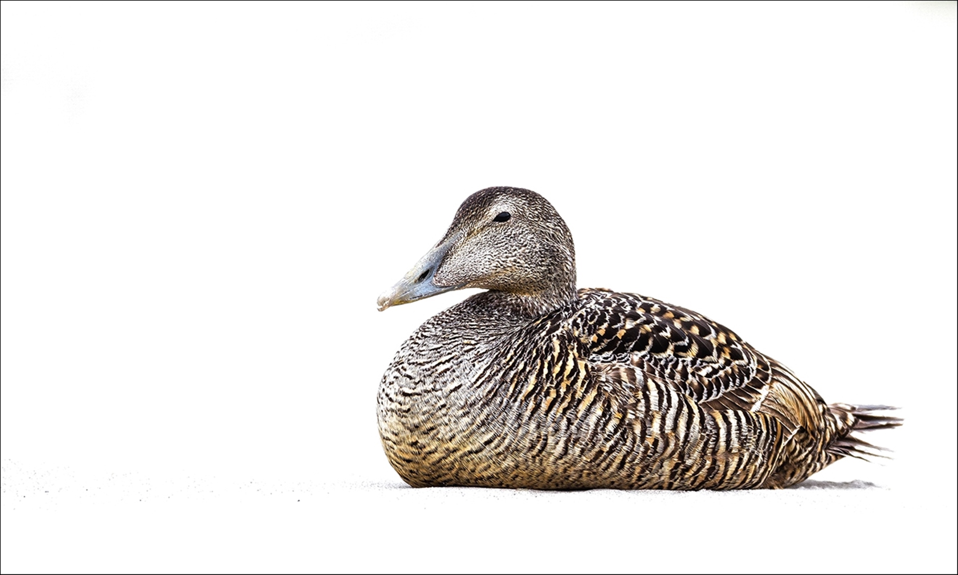 Eidereend - Eider comune