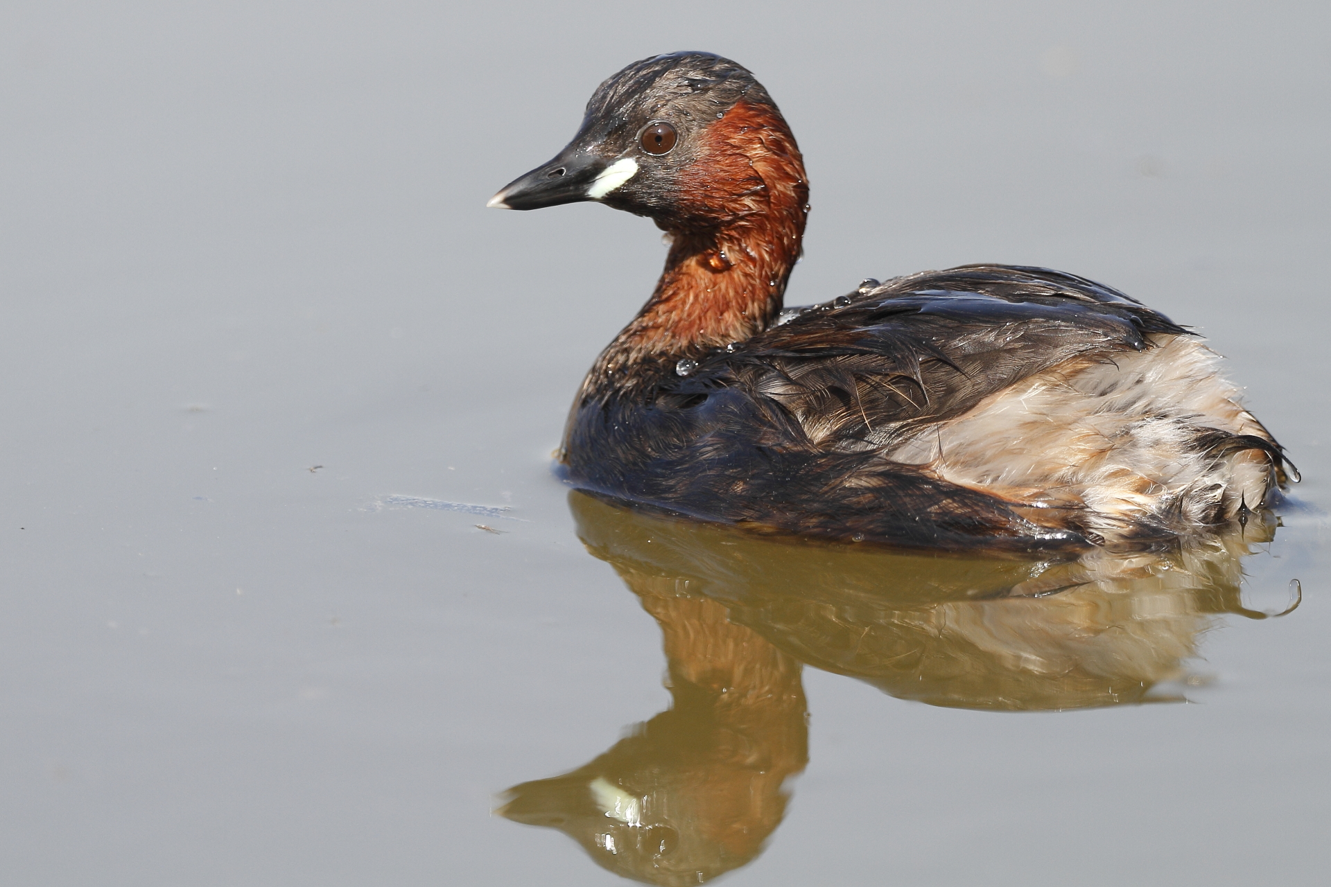 Little Grebe