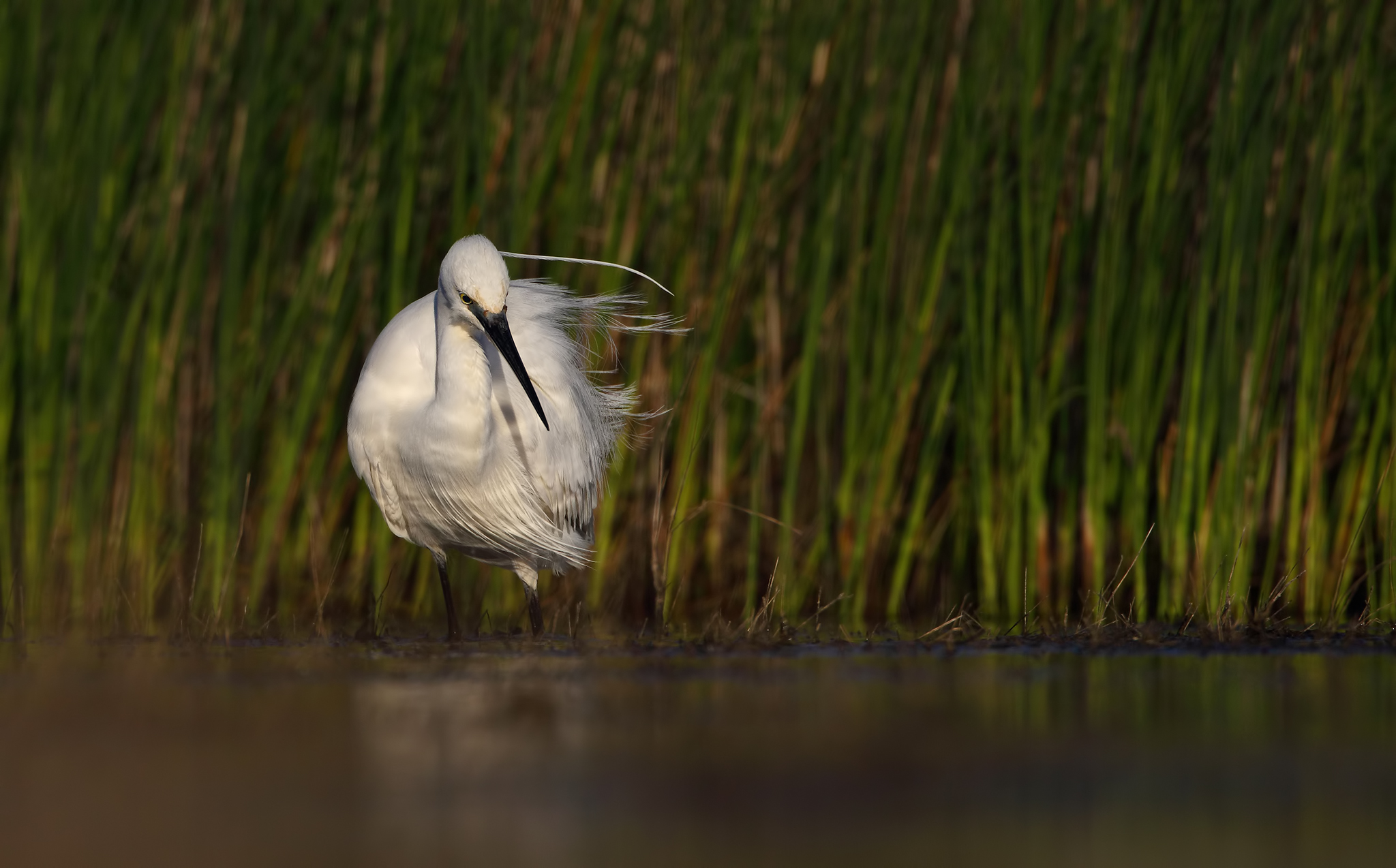 Raffiche ( garzetta )