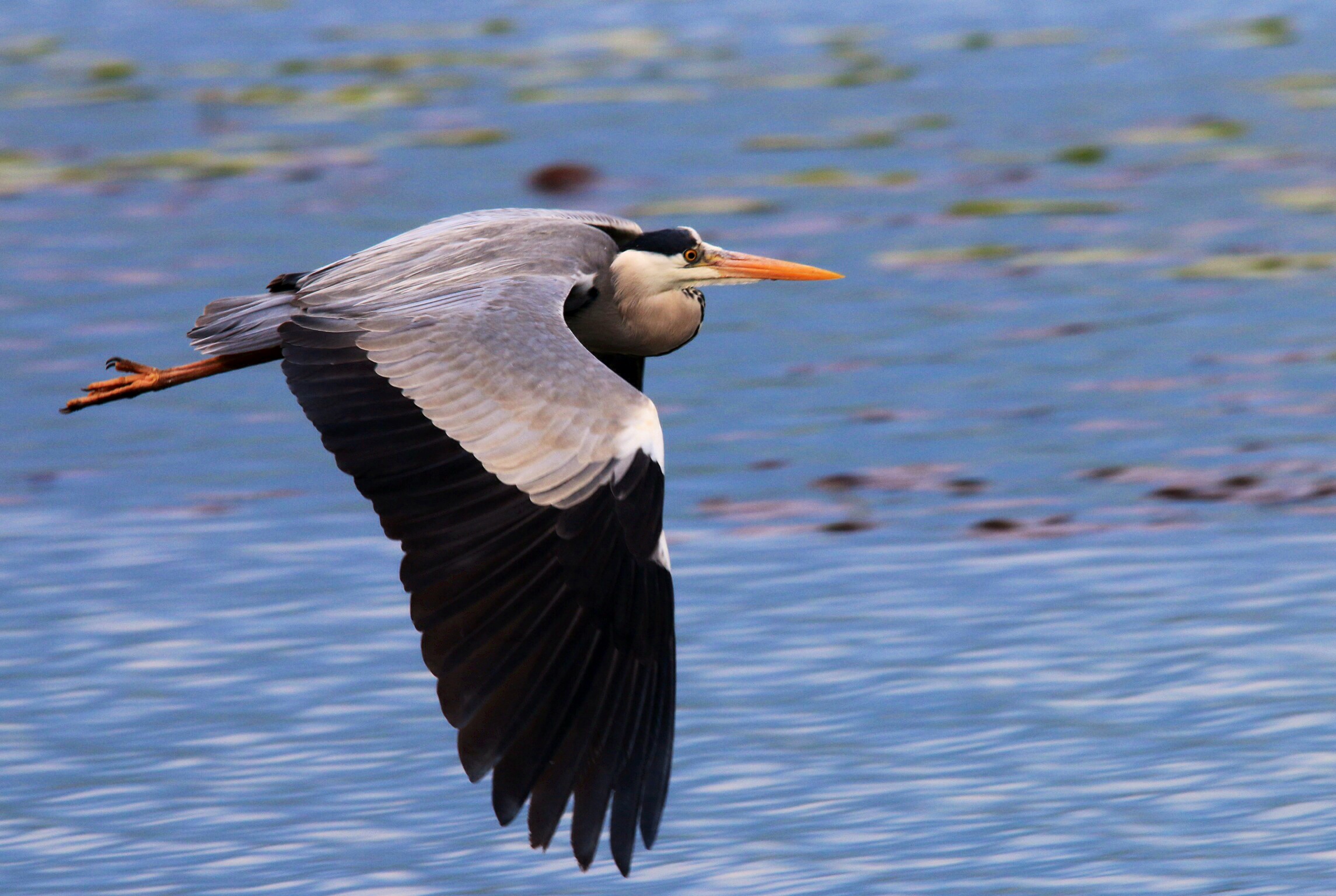 Airone cenerino 2 in volo