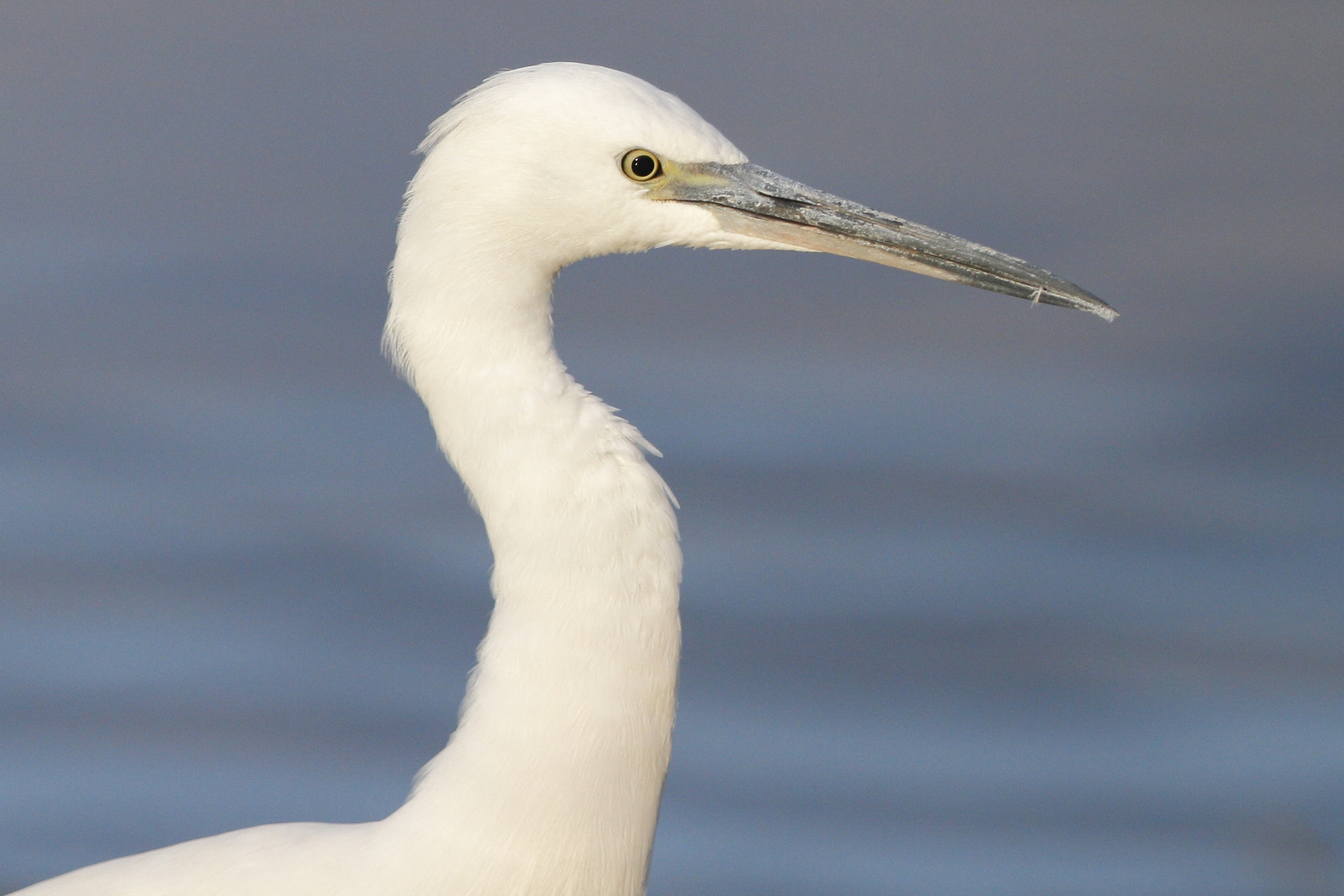 close-up of egret